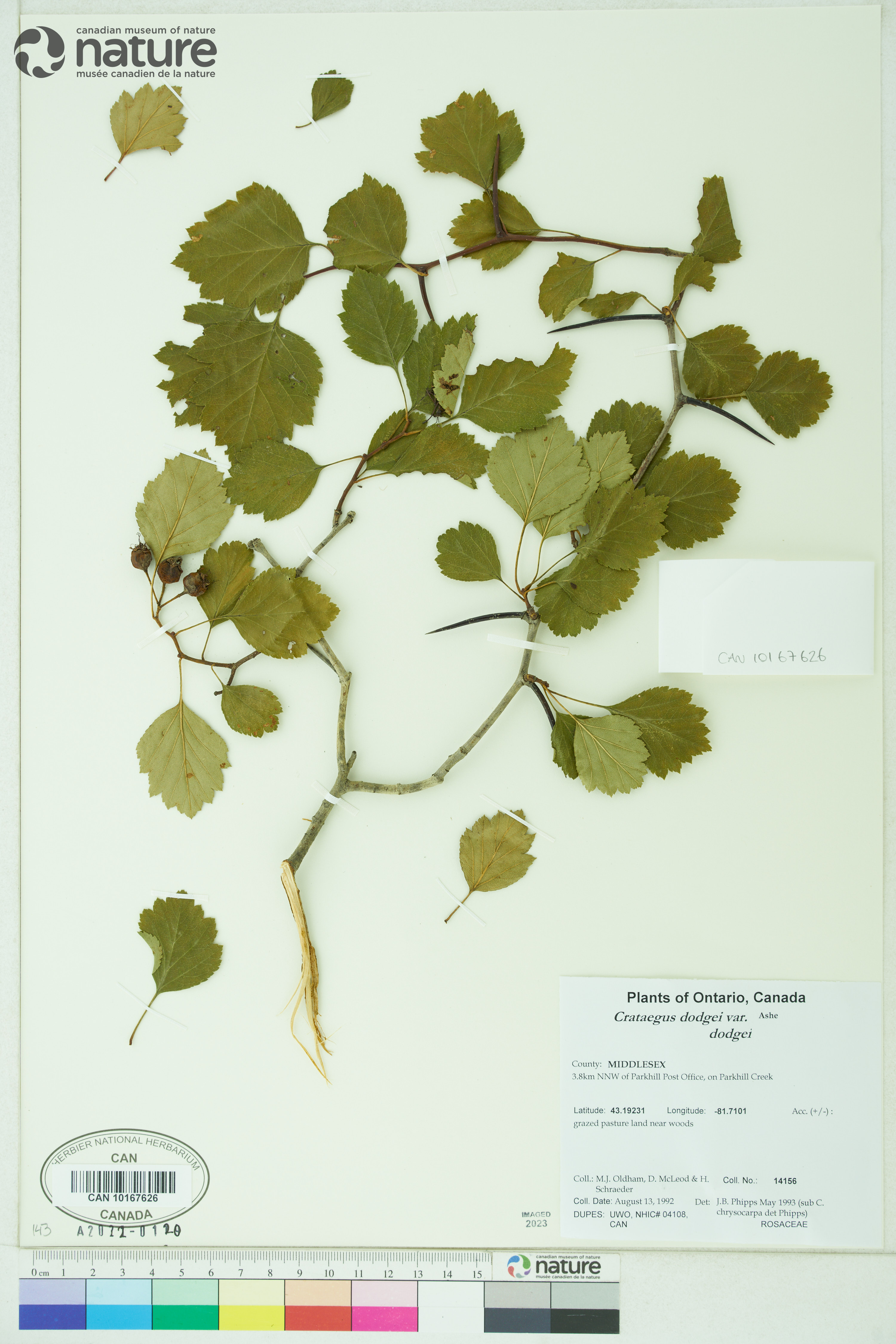 Crataegus dodgei var. dodgei image