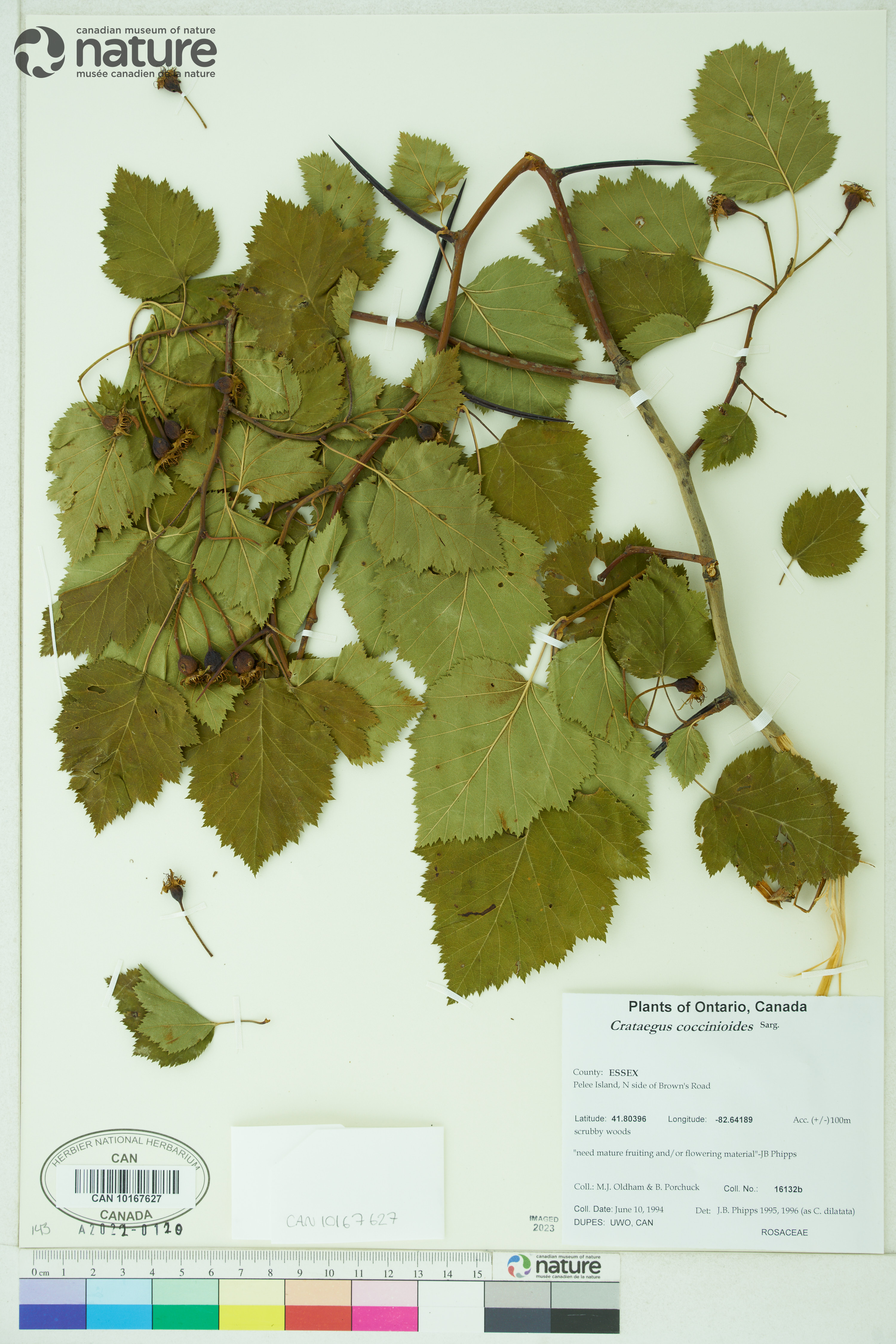 Crataegus coccinioides image