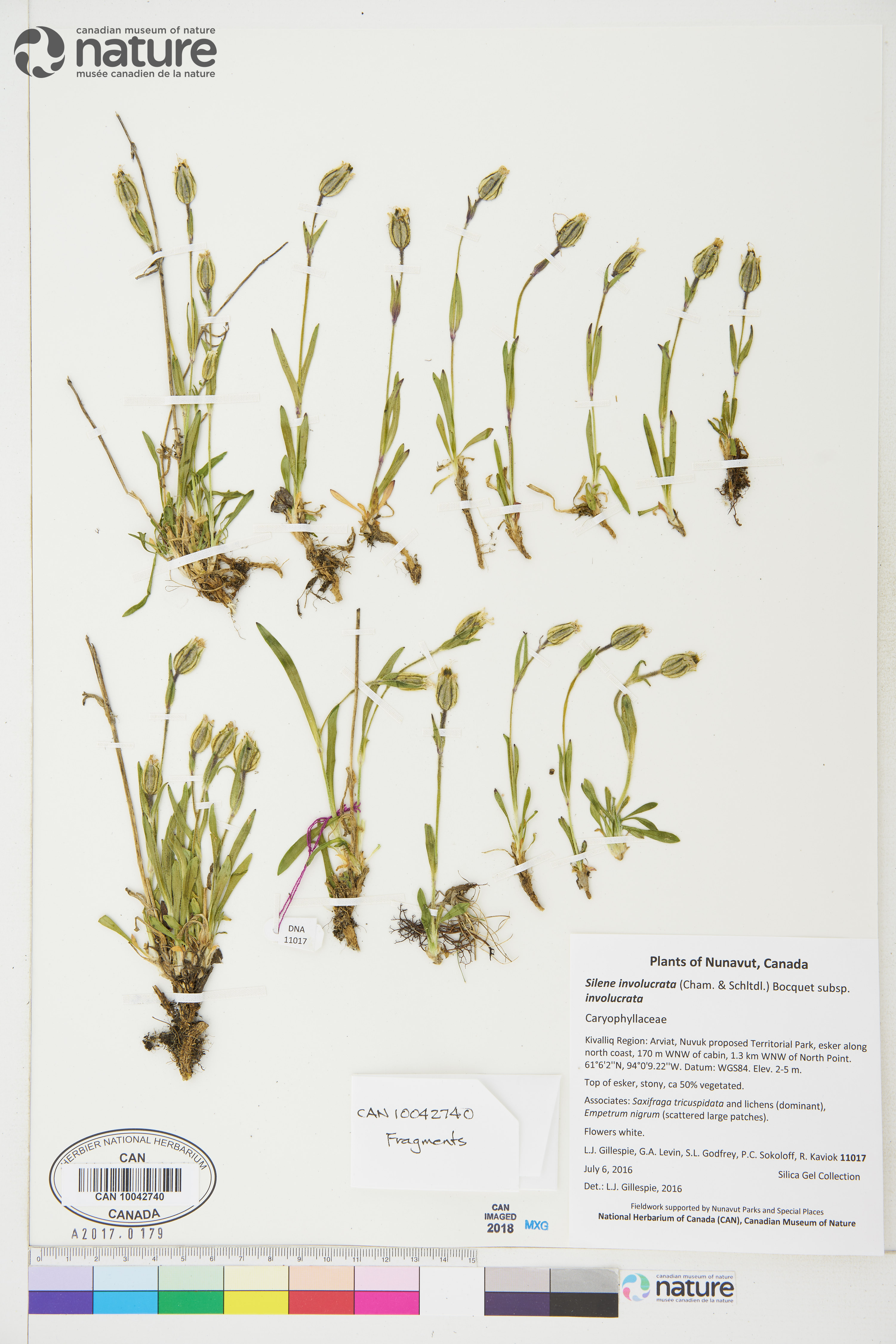 Silene involucrata subsp. involucrata image