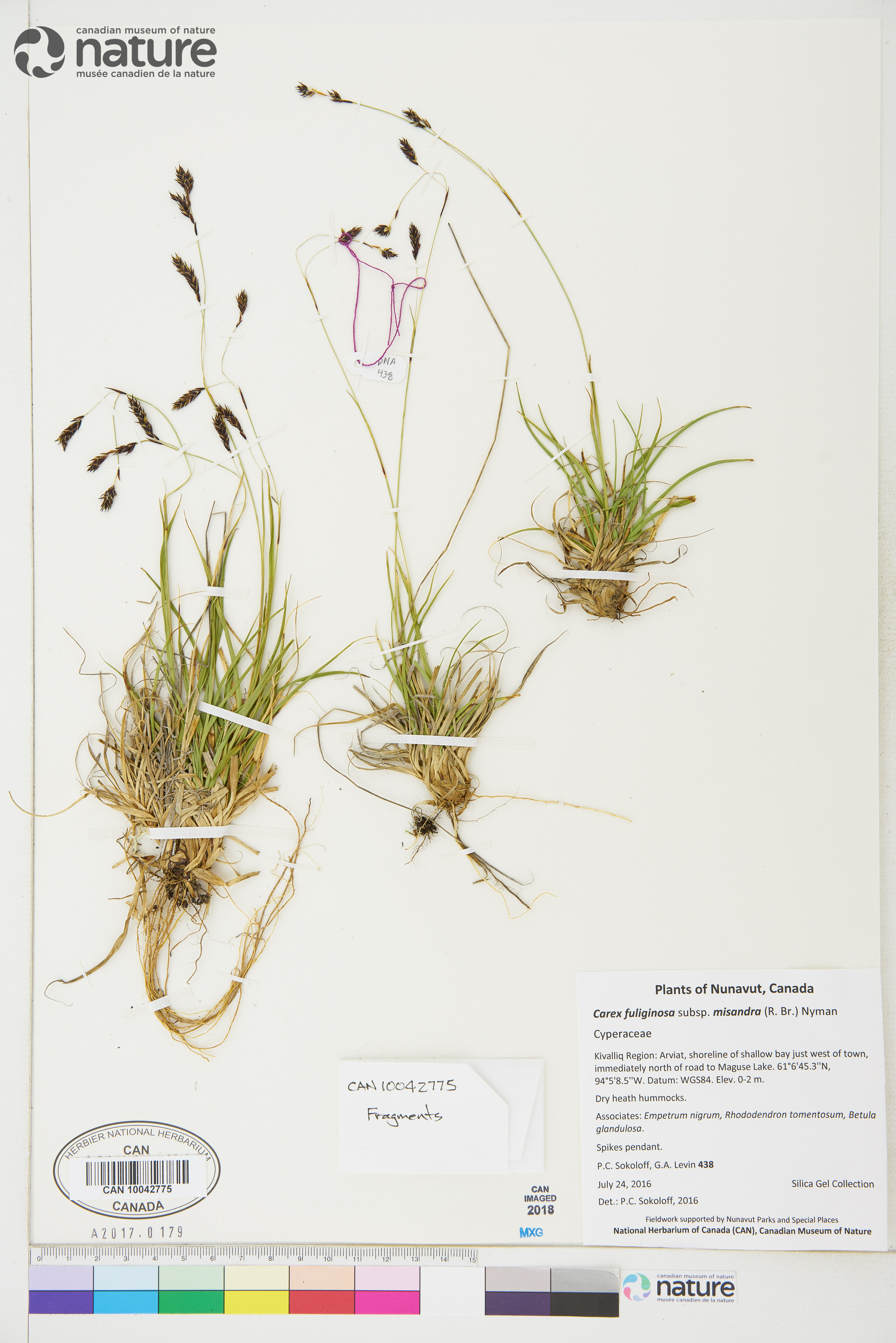 Carex fuliginosa subsp. misandra image