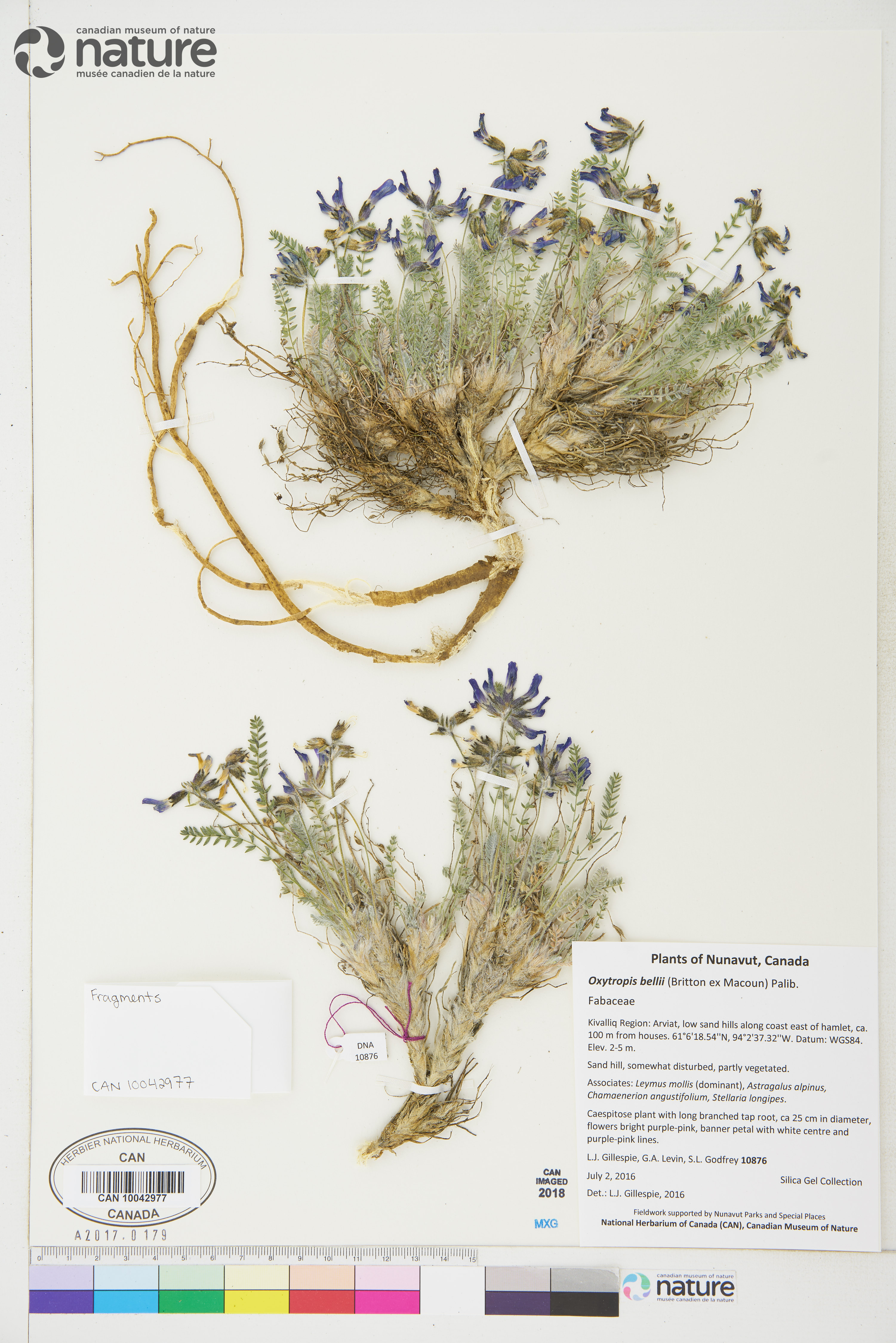Oxytropis bellii image