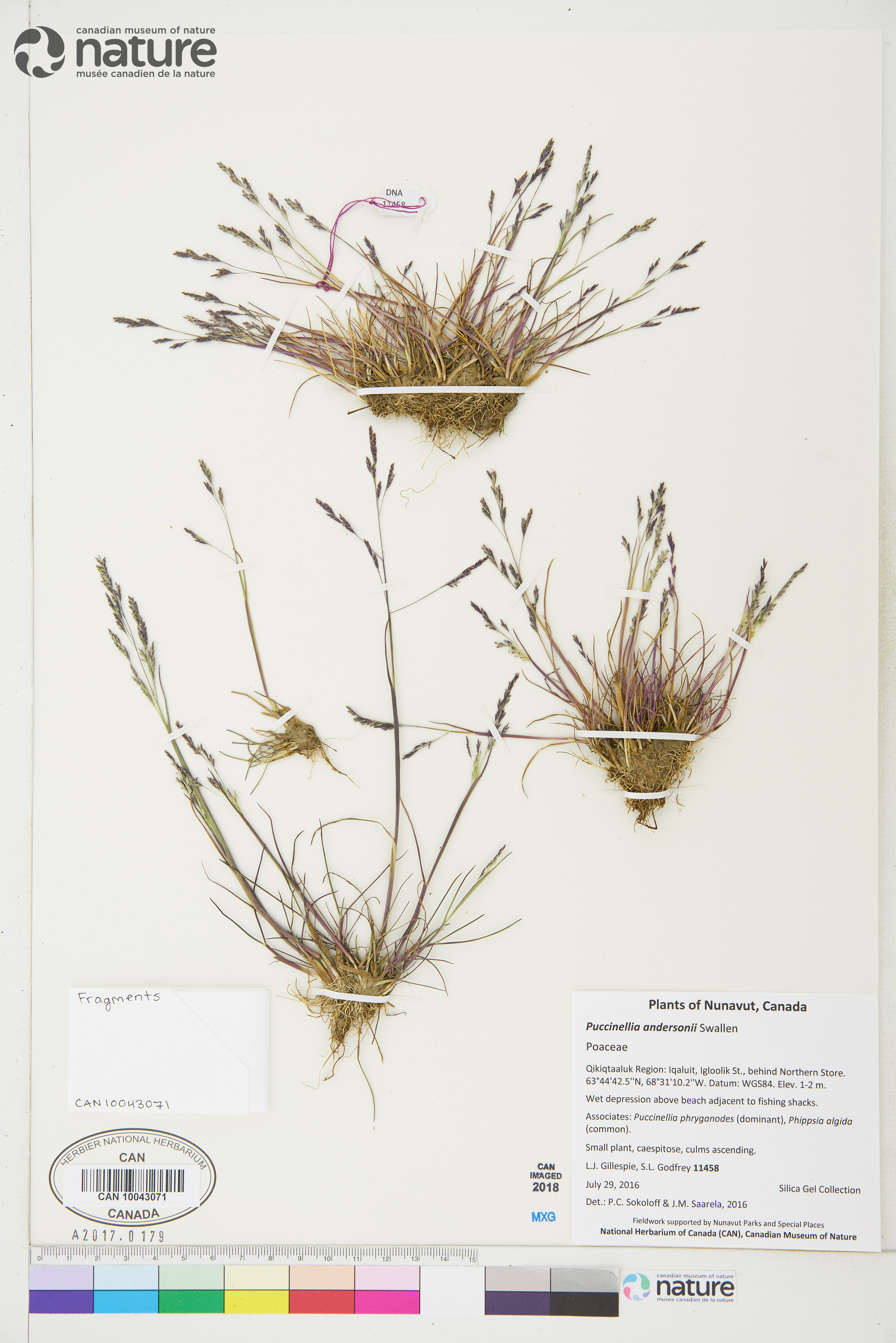 Puccinellia andersonii image