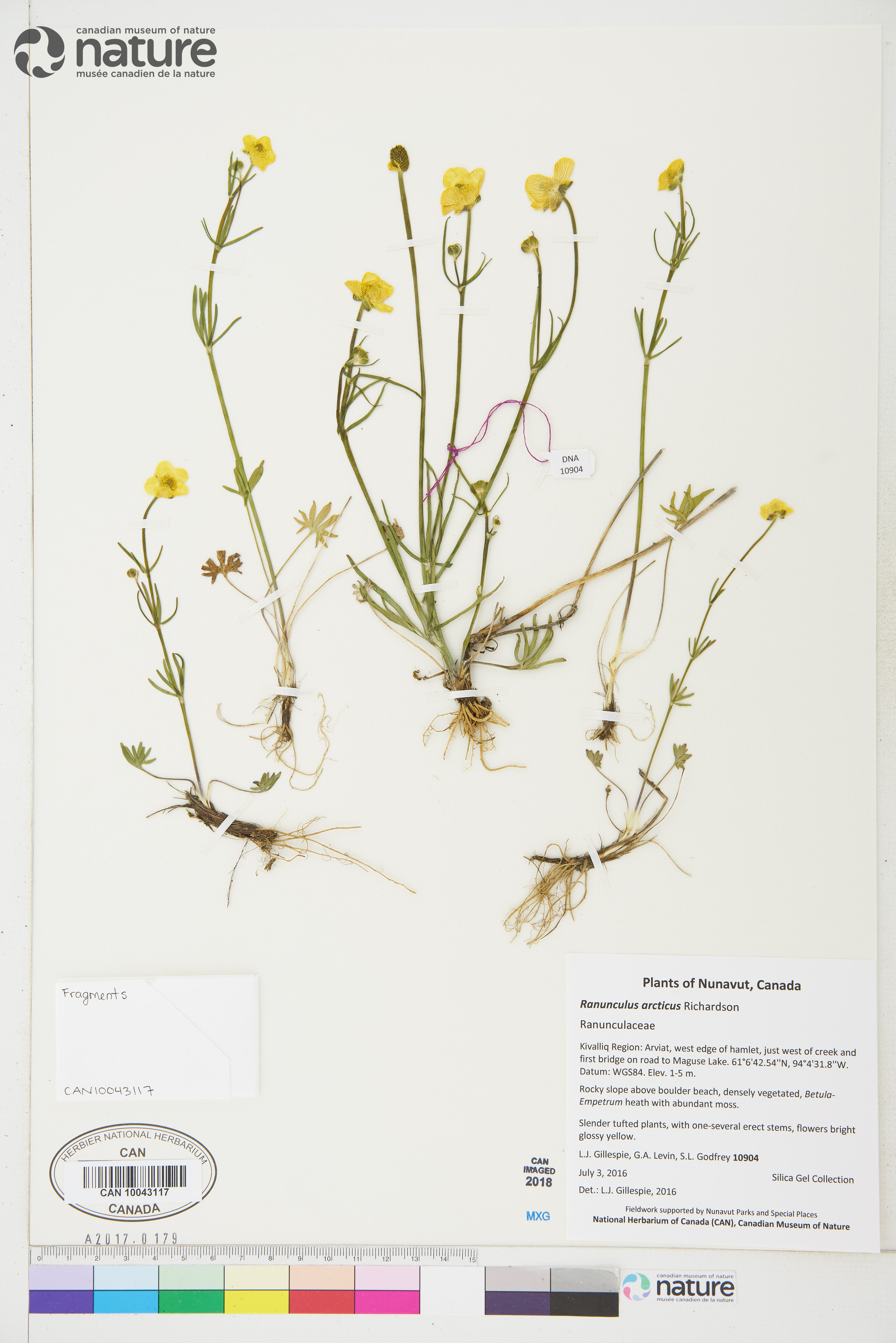 Ranunculus pedatifidus var. affinis image