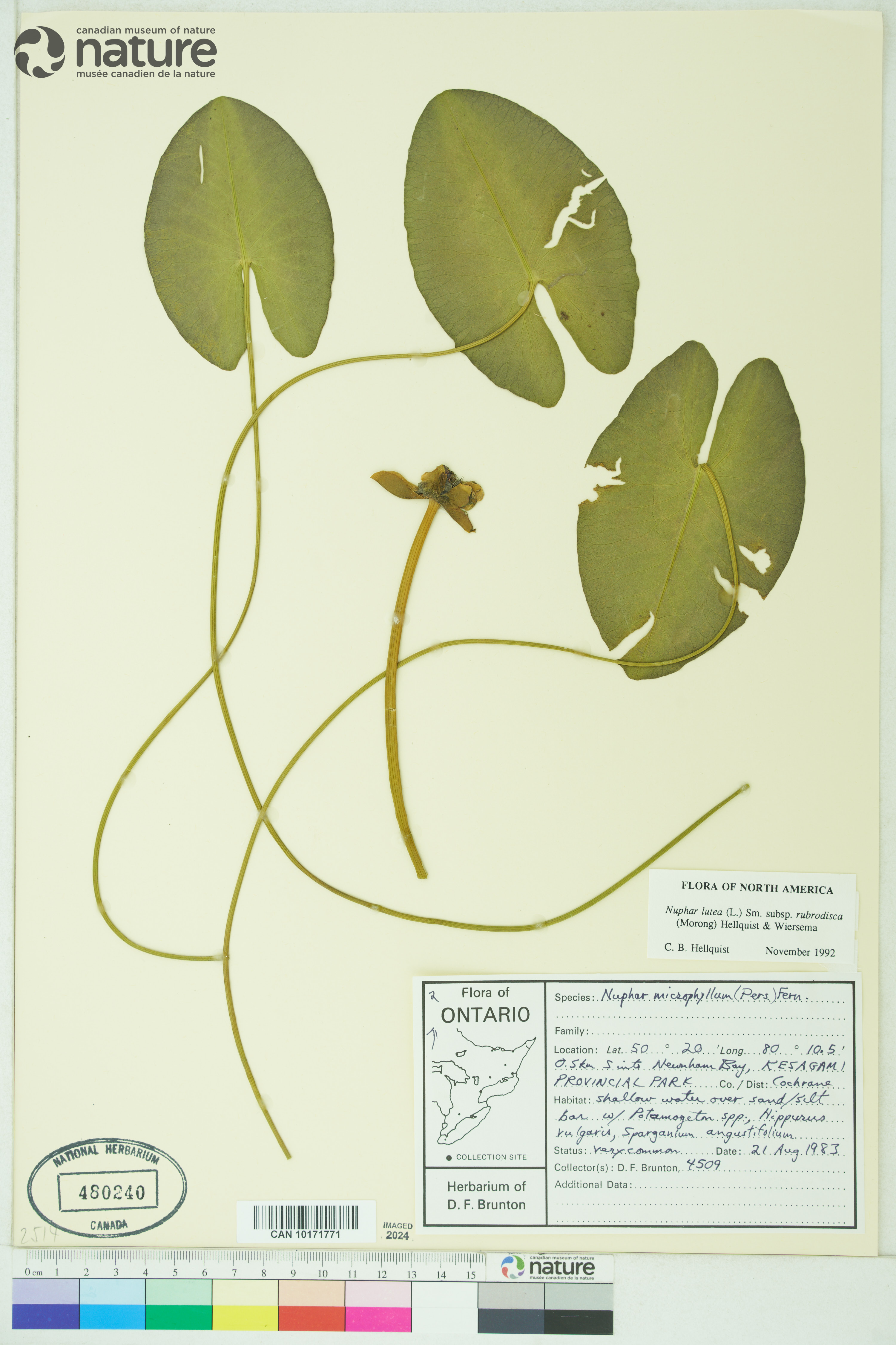 Nuphar ×rubrodisca image