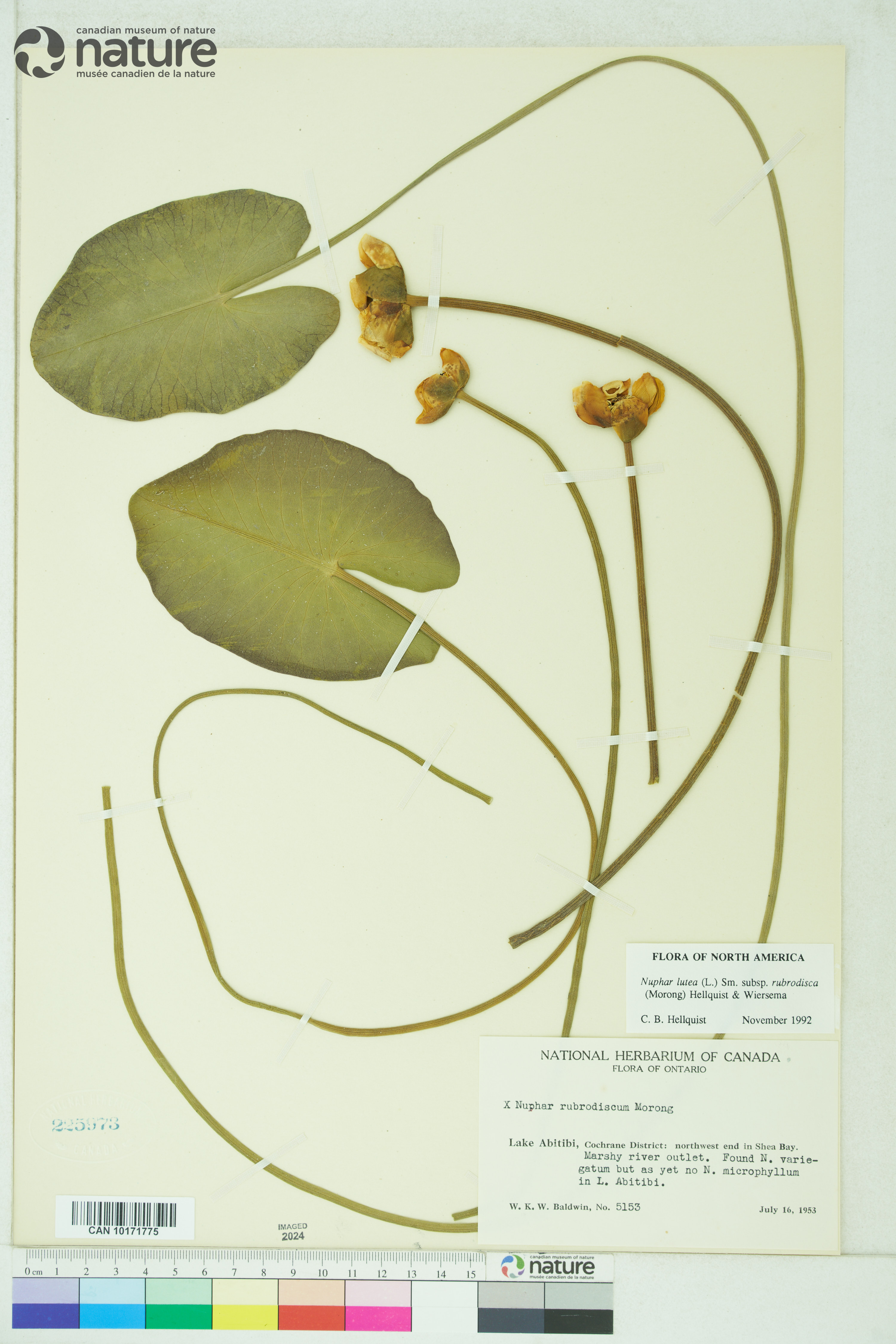 Nuphar ×rubrodisca image