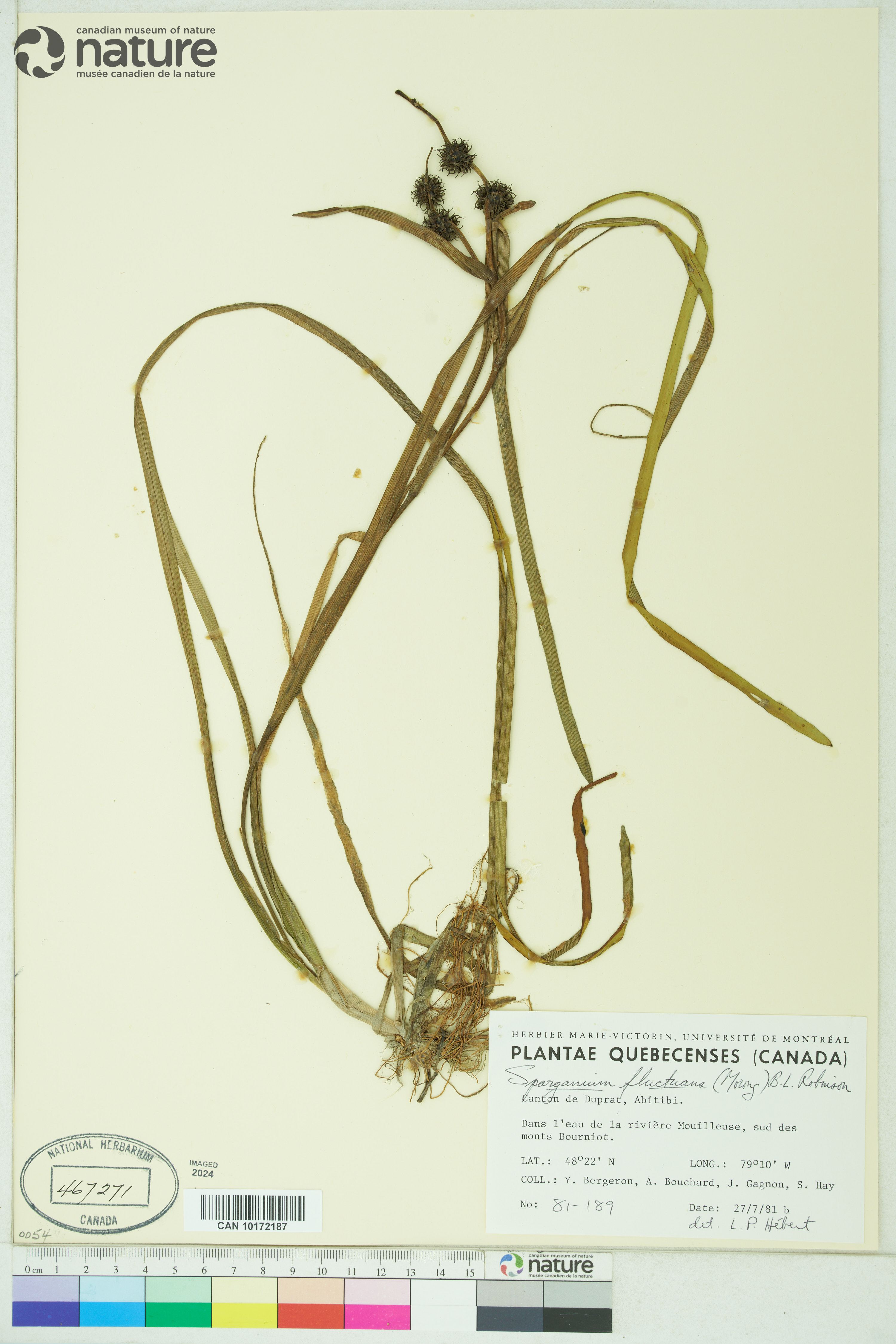Sparganium fluctuans image