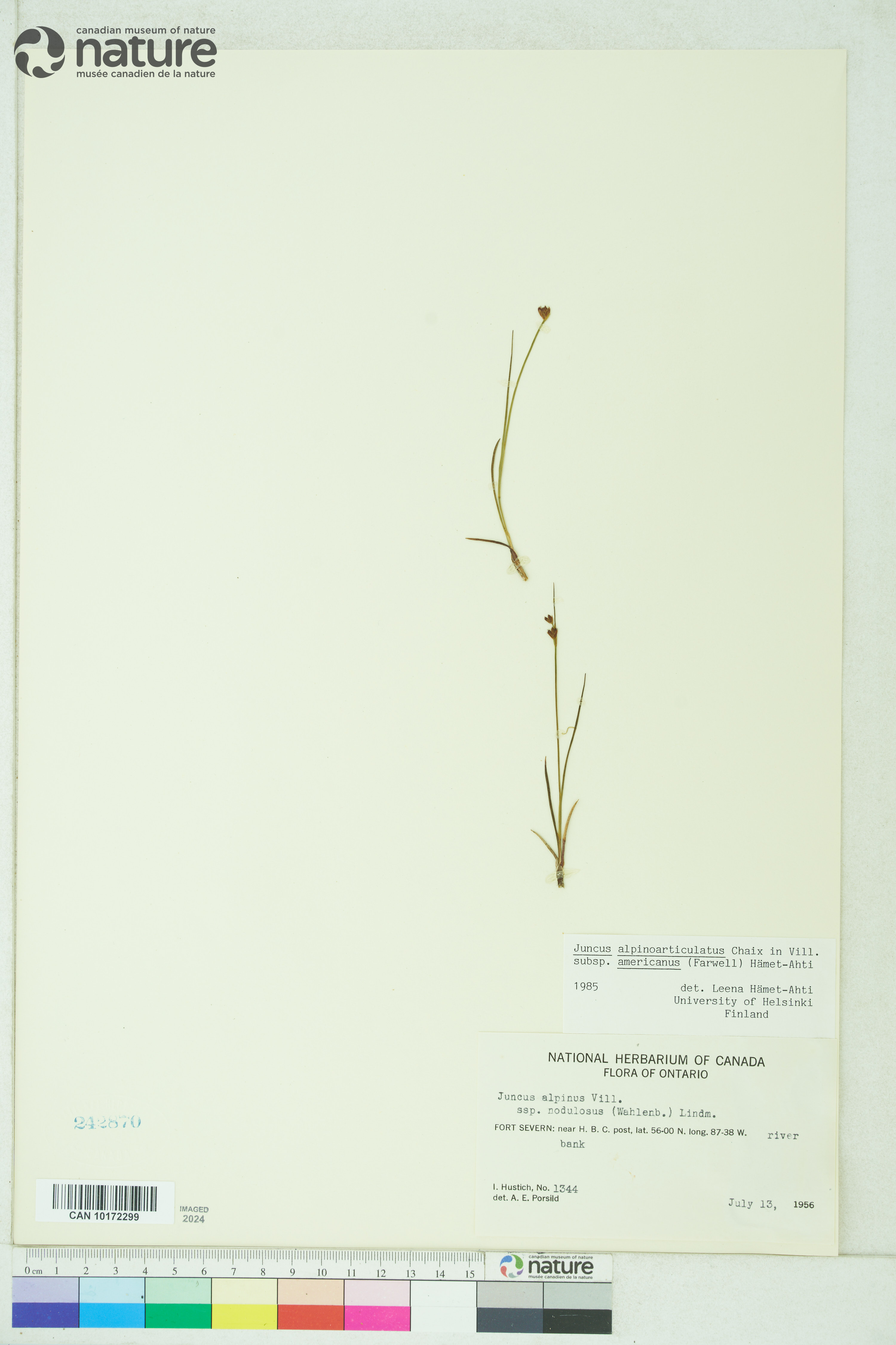 Juncus alpinoarticulatus subsp. americanus image
