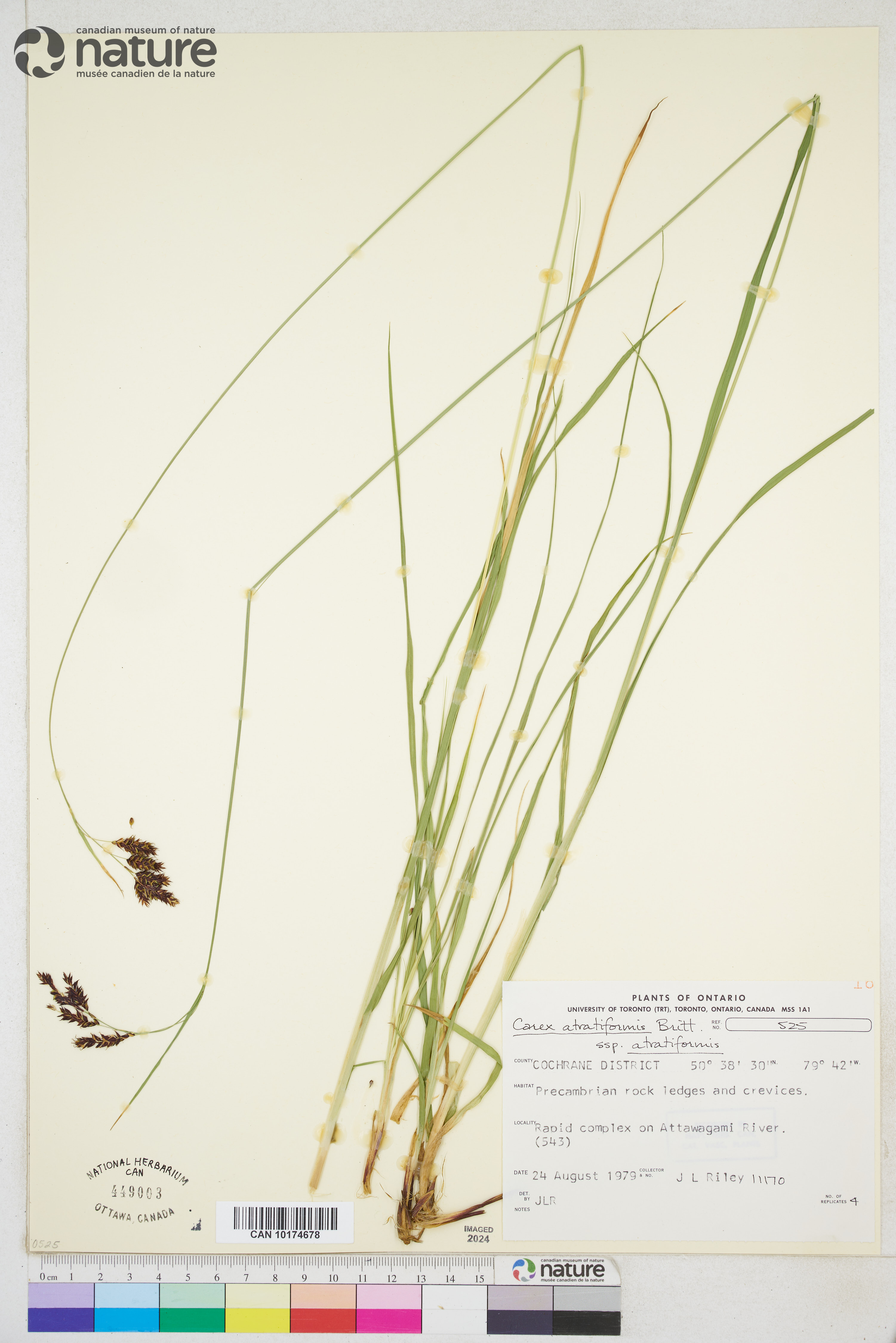 Carex atratiformis image