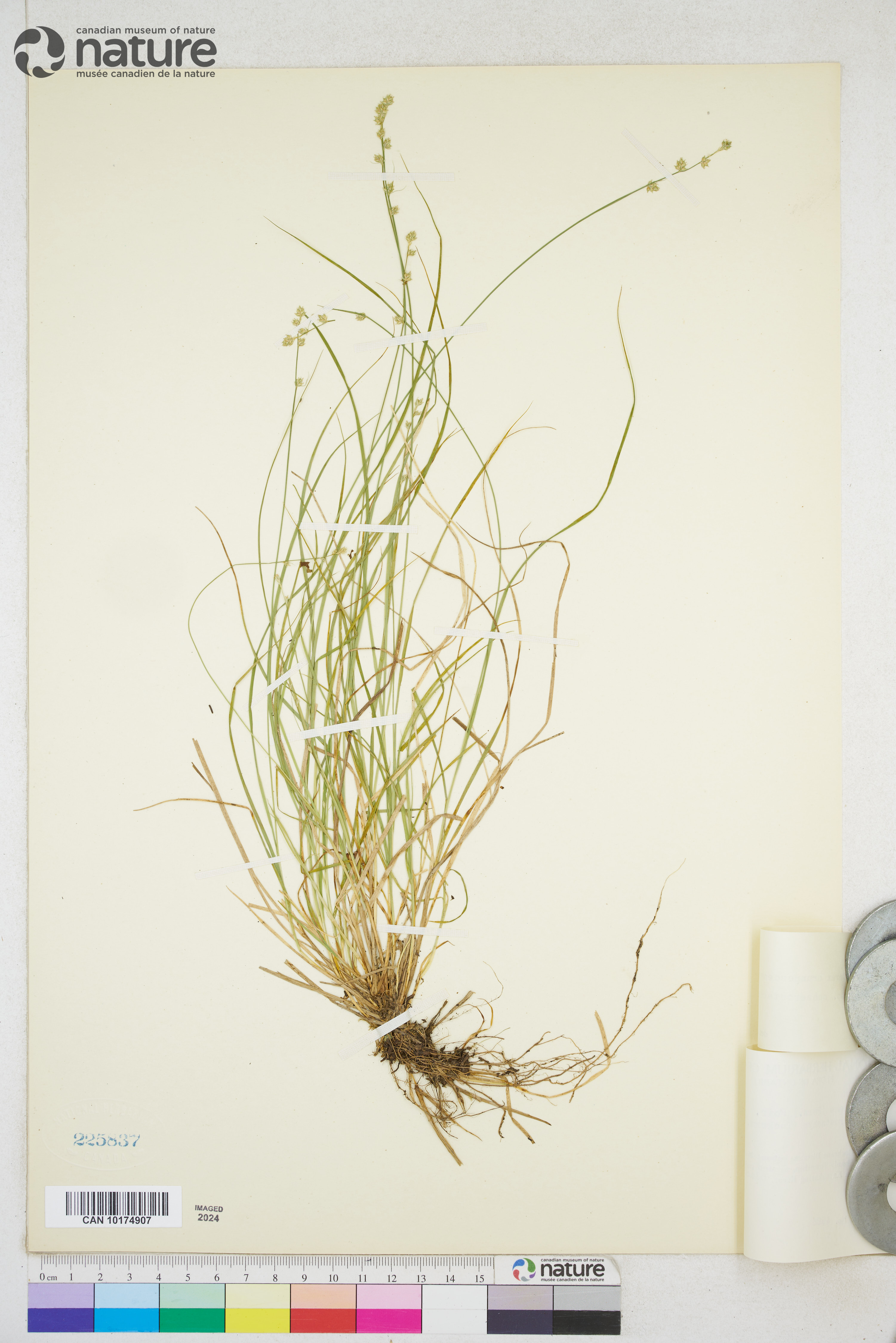 Carex brunnescens subsp. sphaerostachya image