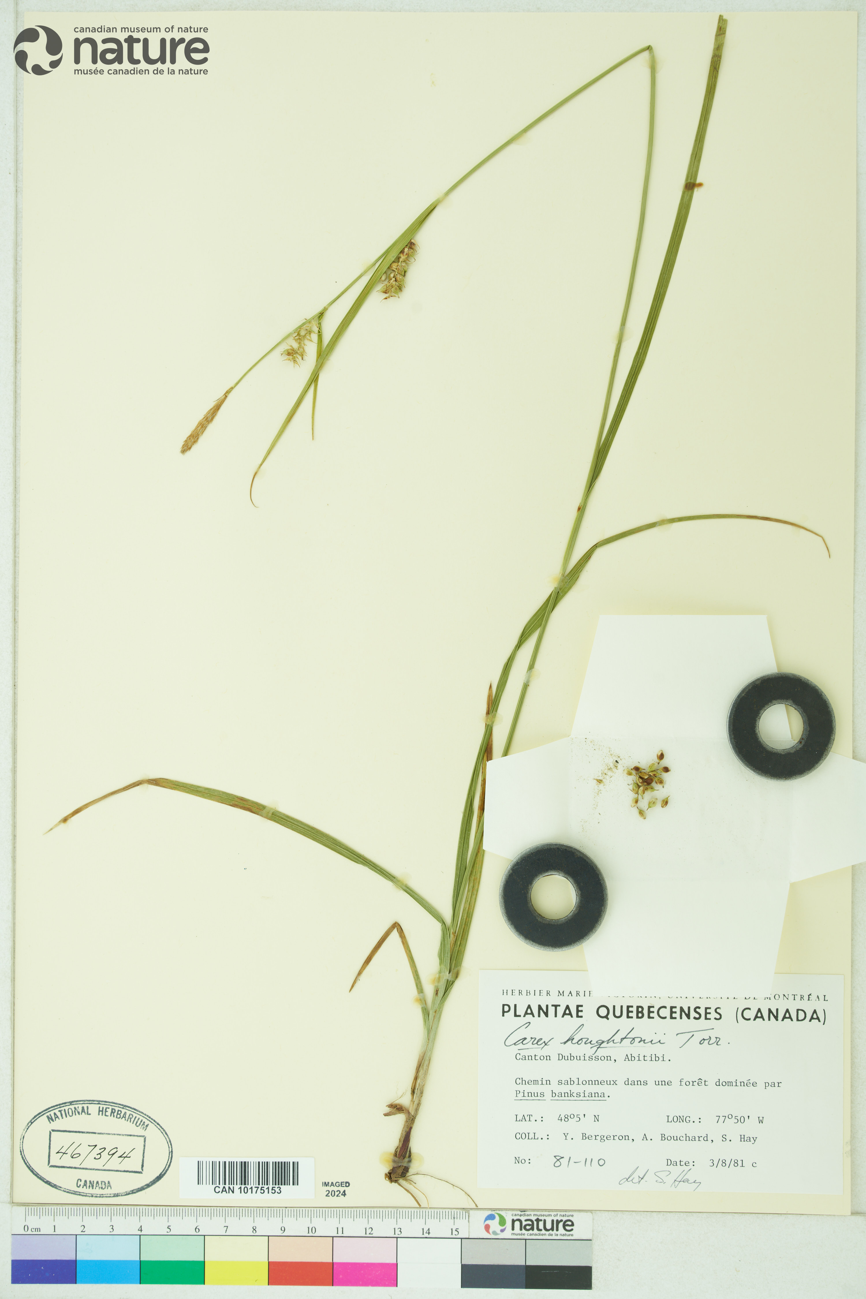 Carex houghtoniana image