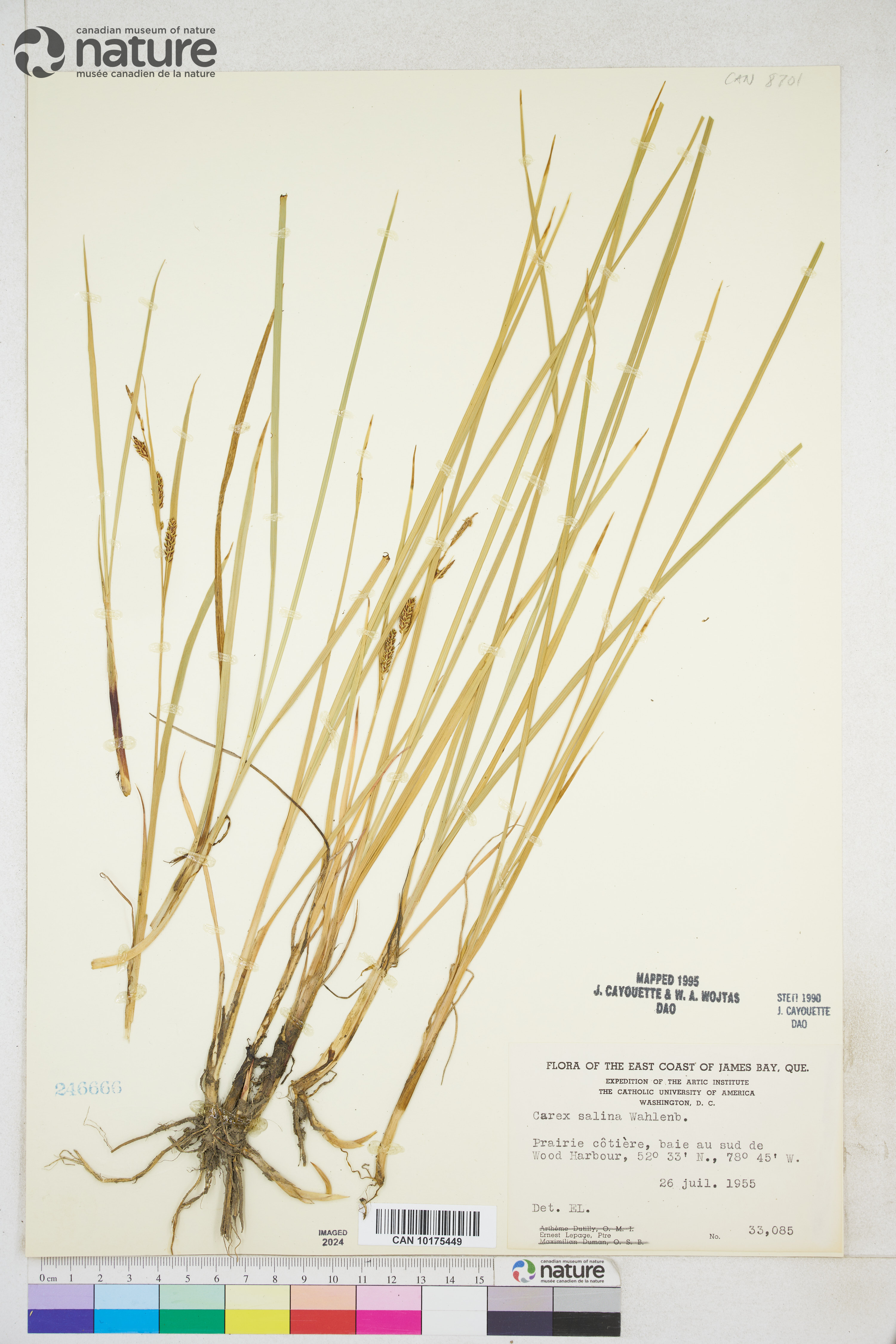 Carex salina image