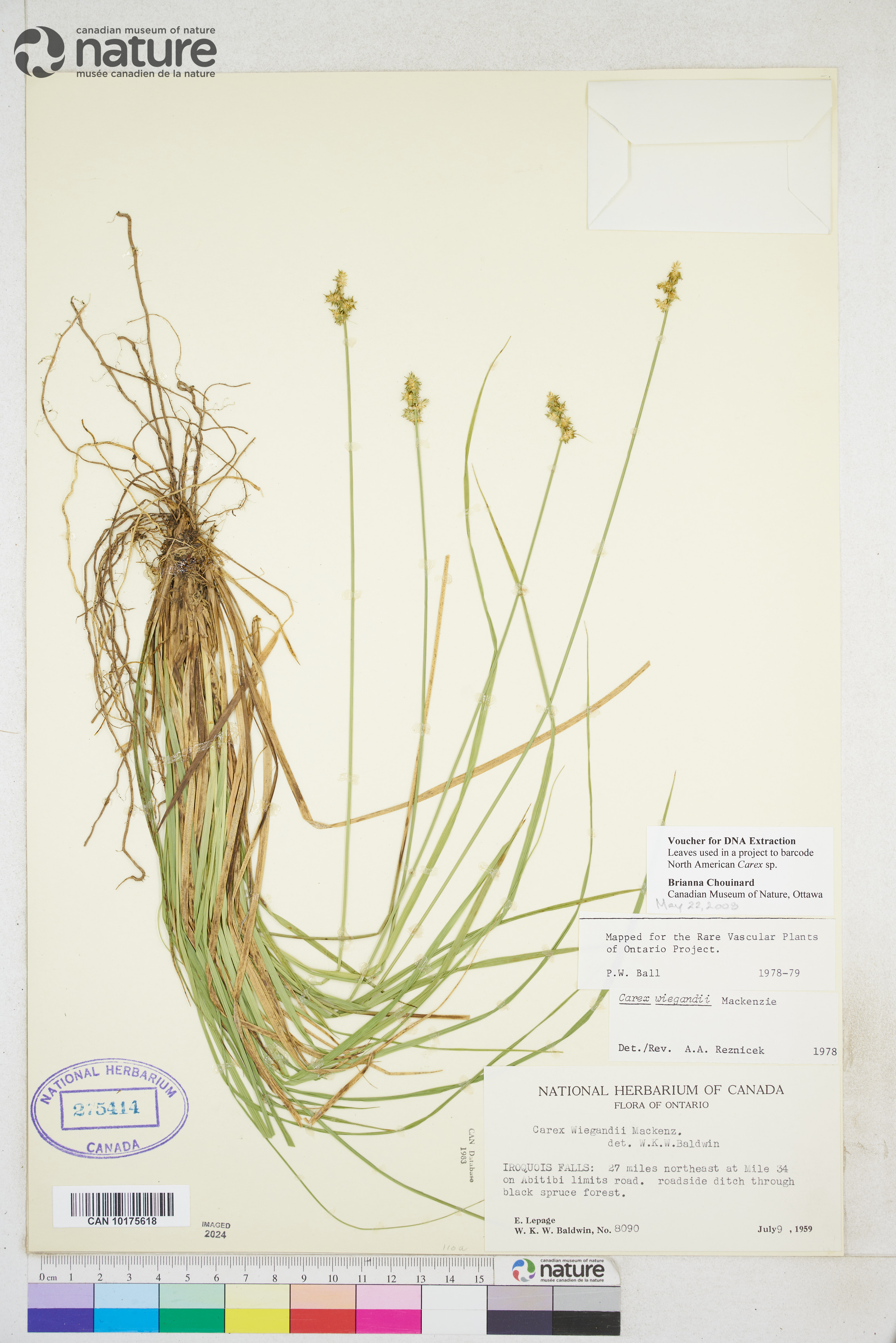 Carex wiegandii image