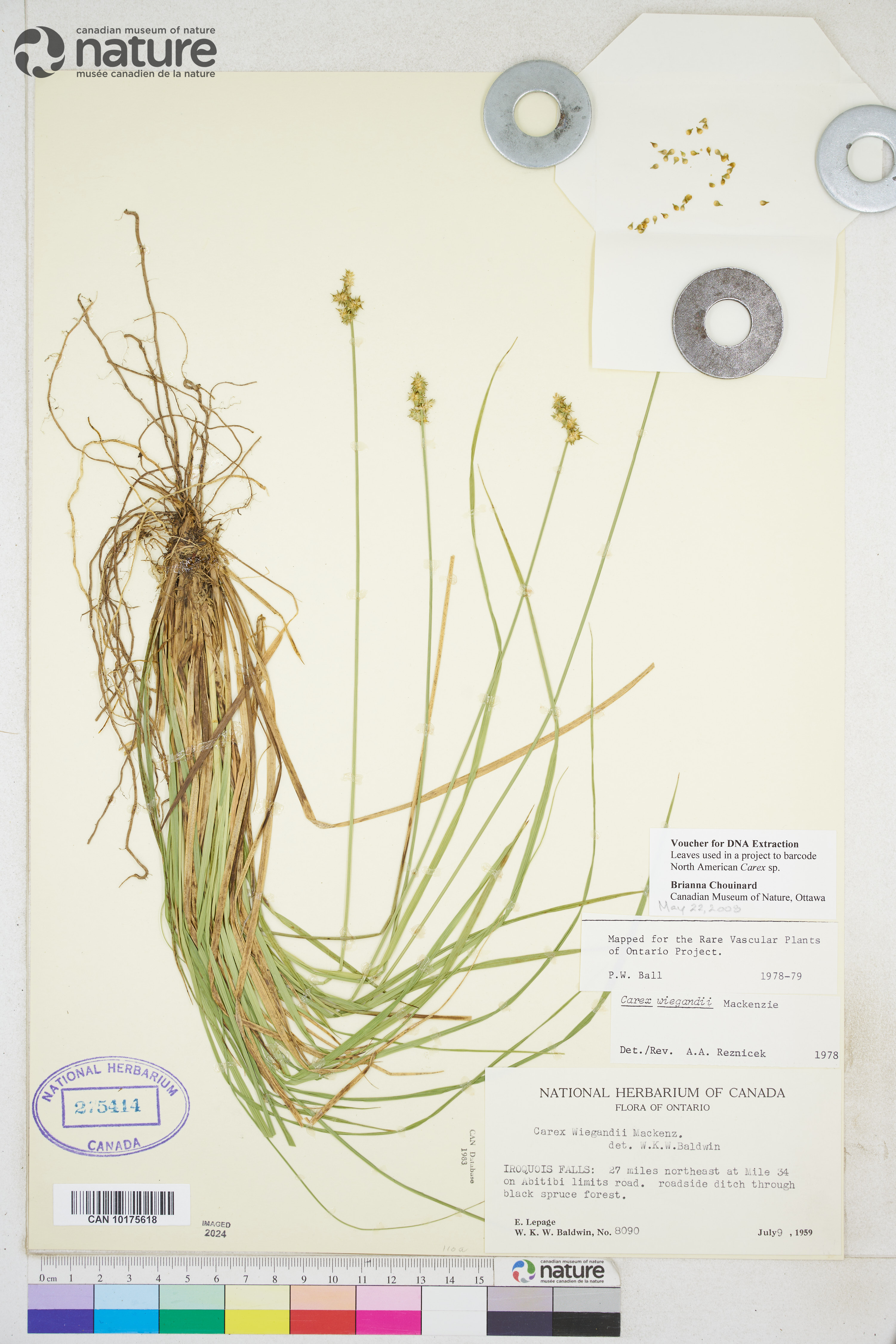 Carex wiegandii image
