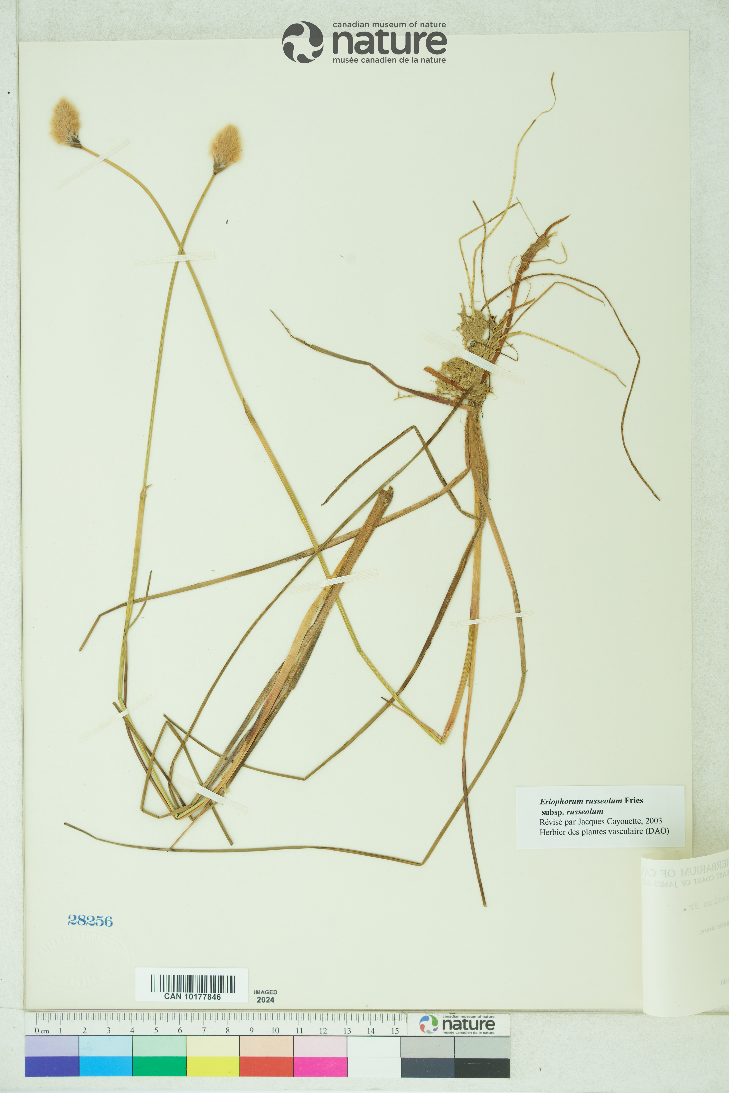 Eriophorum russeolum image