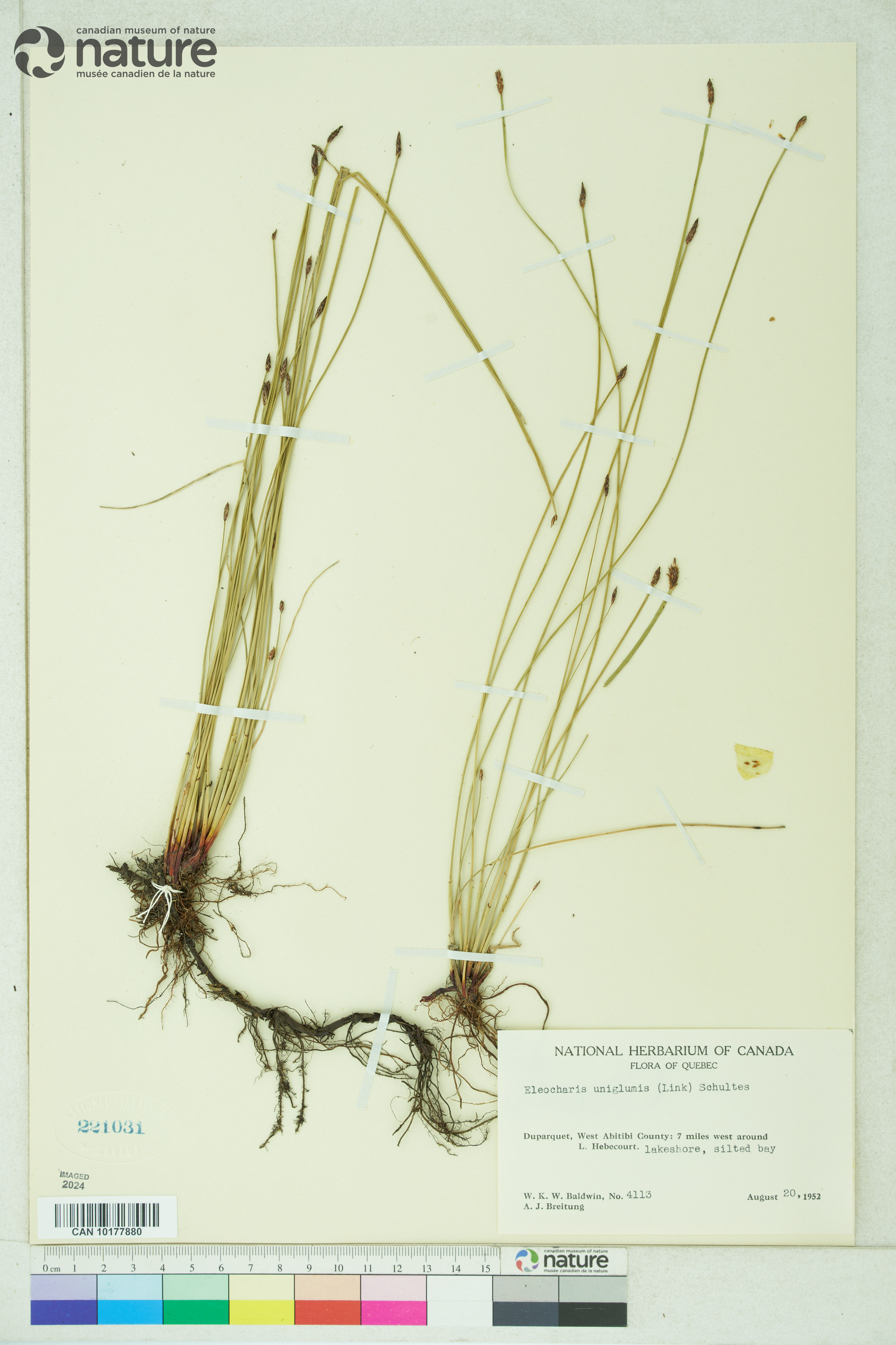 Eleocharis uniglumis image