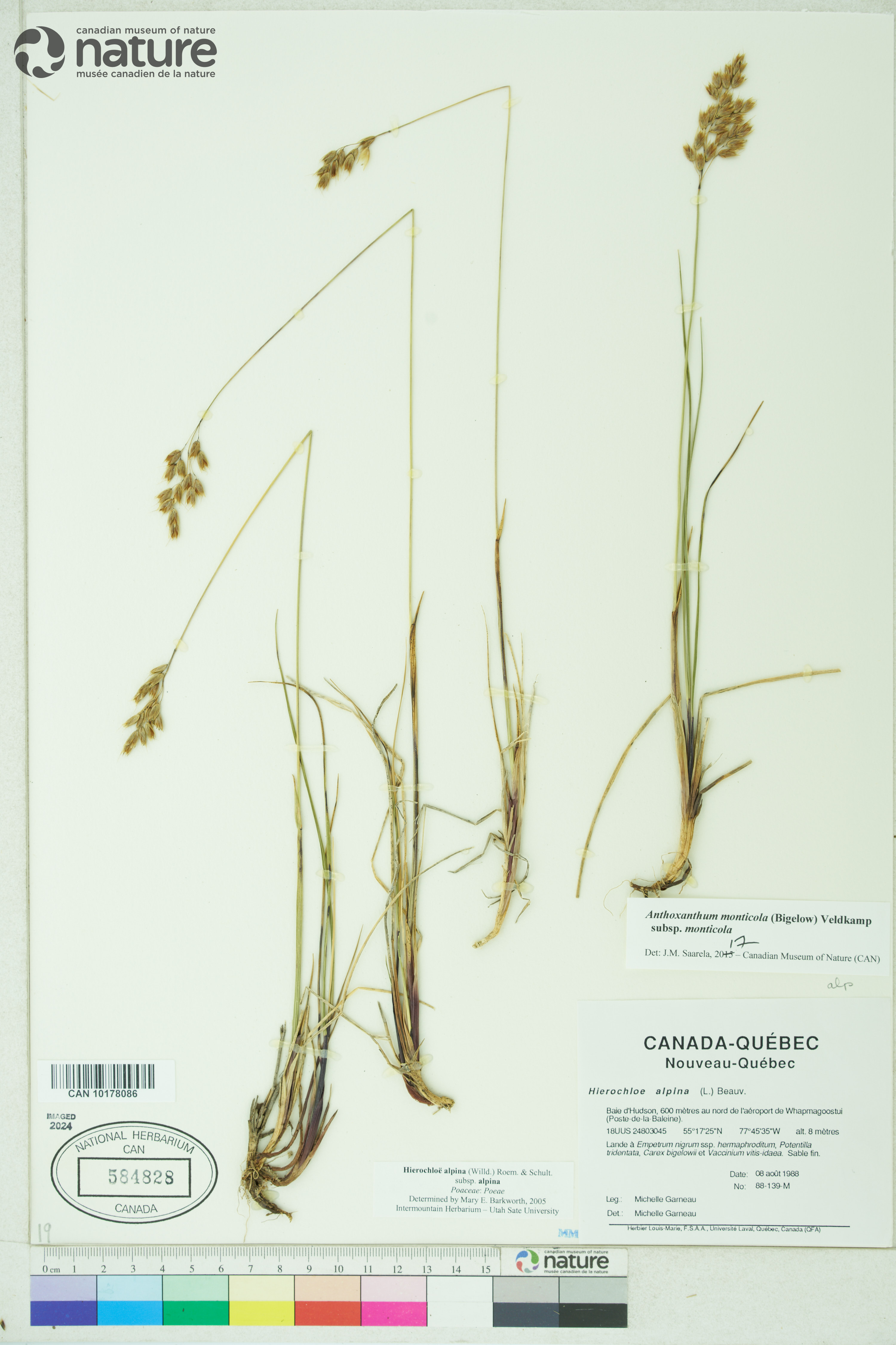 Anthoxanthum monticola image