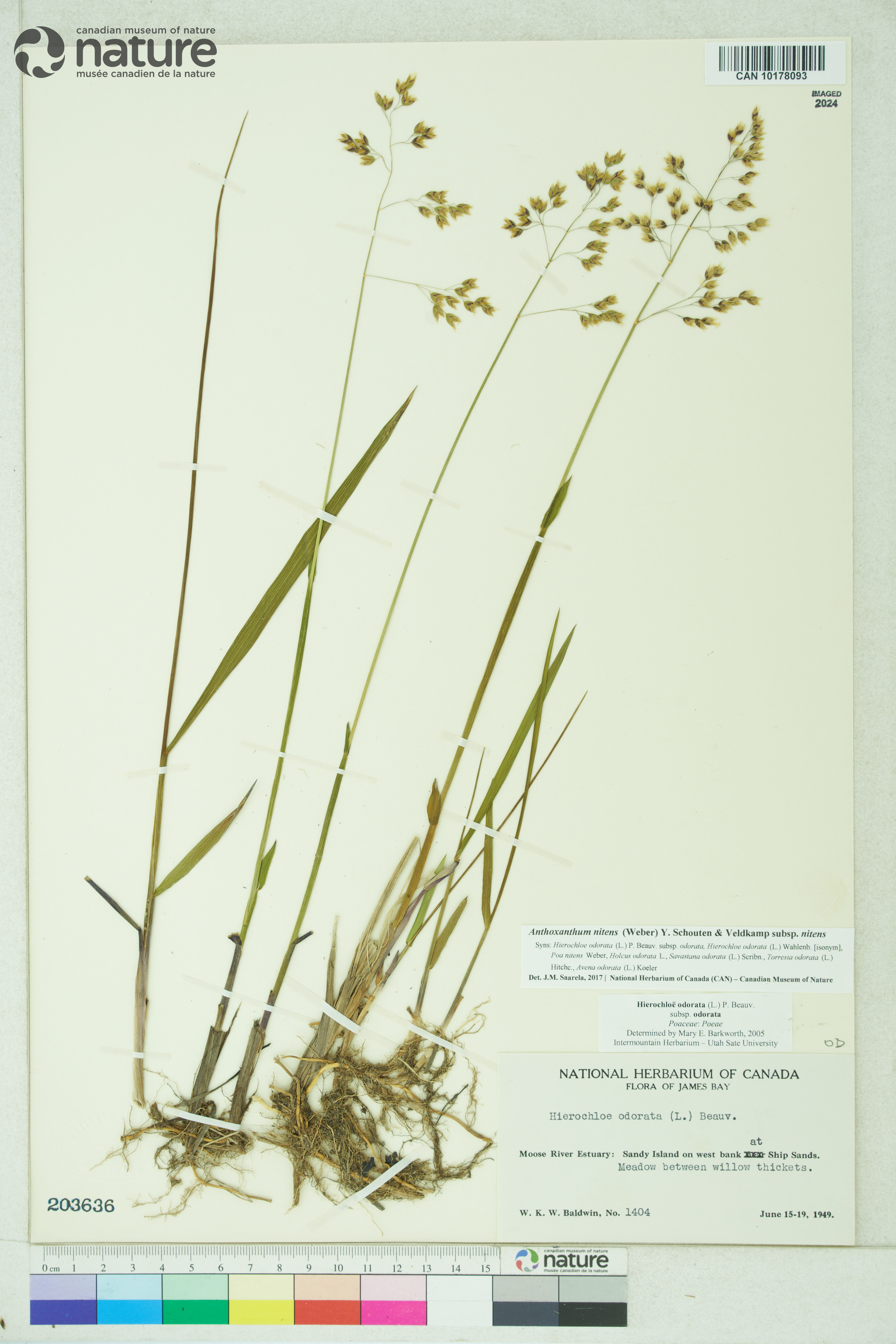 Anthoxanthum nitens subsp. nitens image