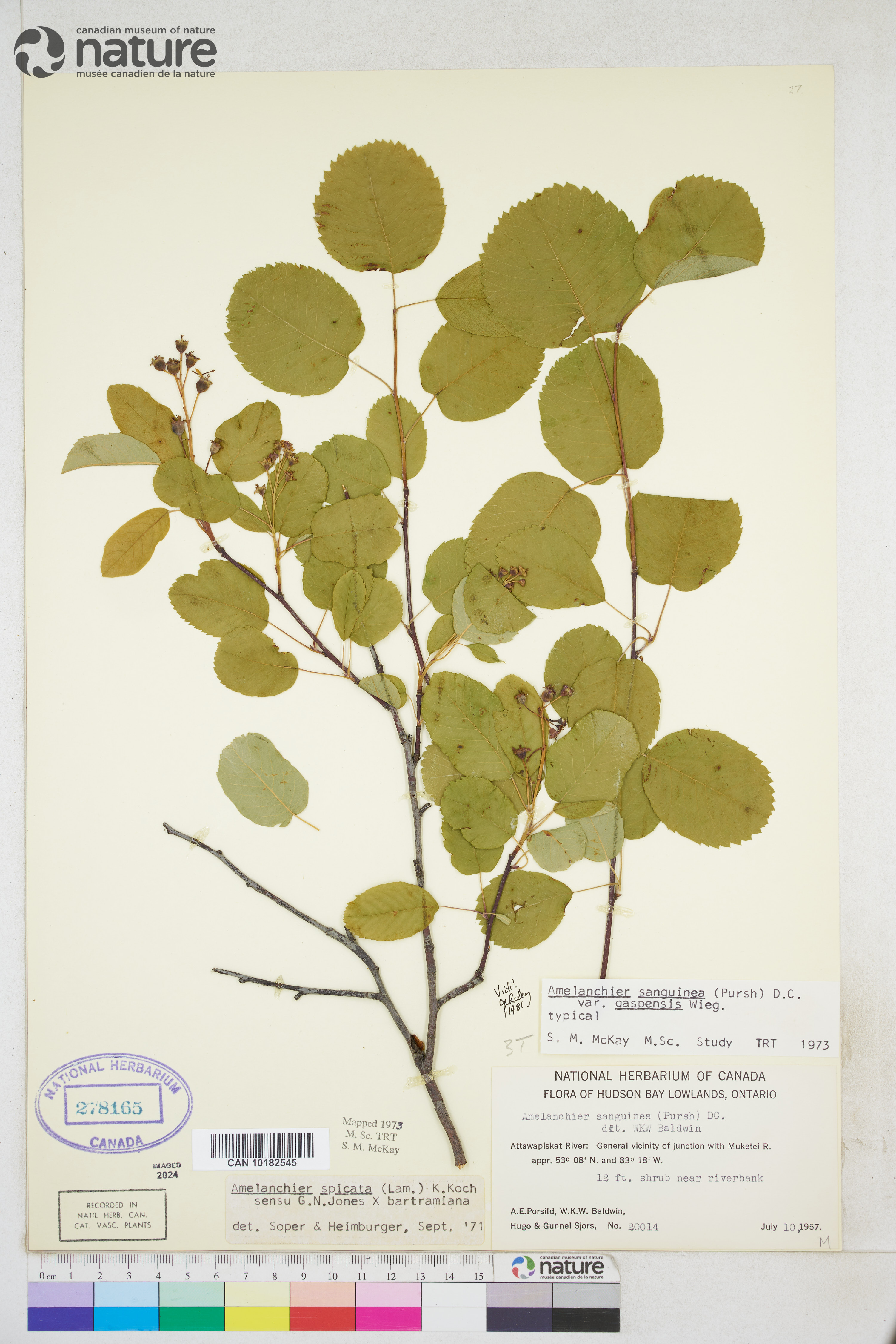 Amelanchier gaspensis image