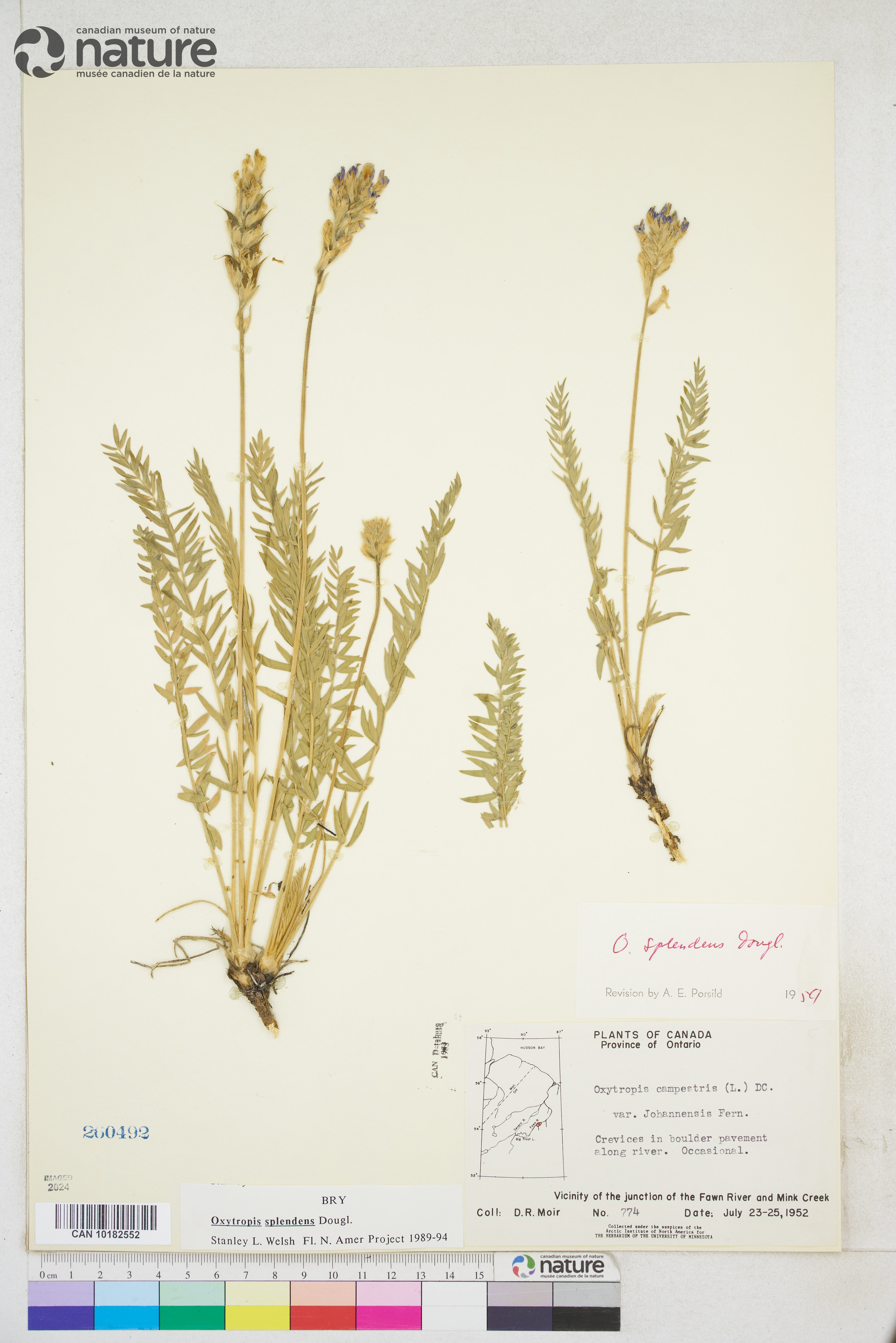 Oxytropis splendens image