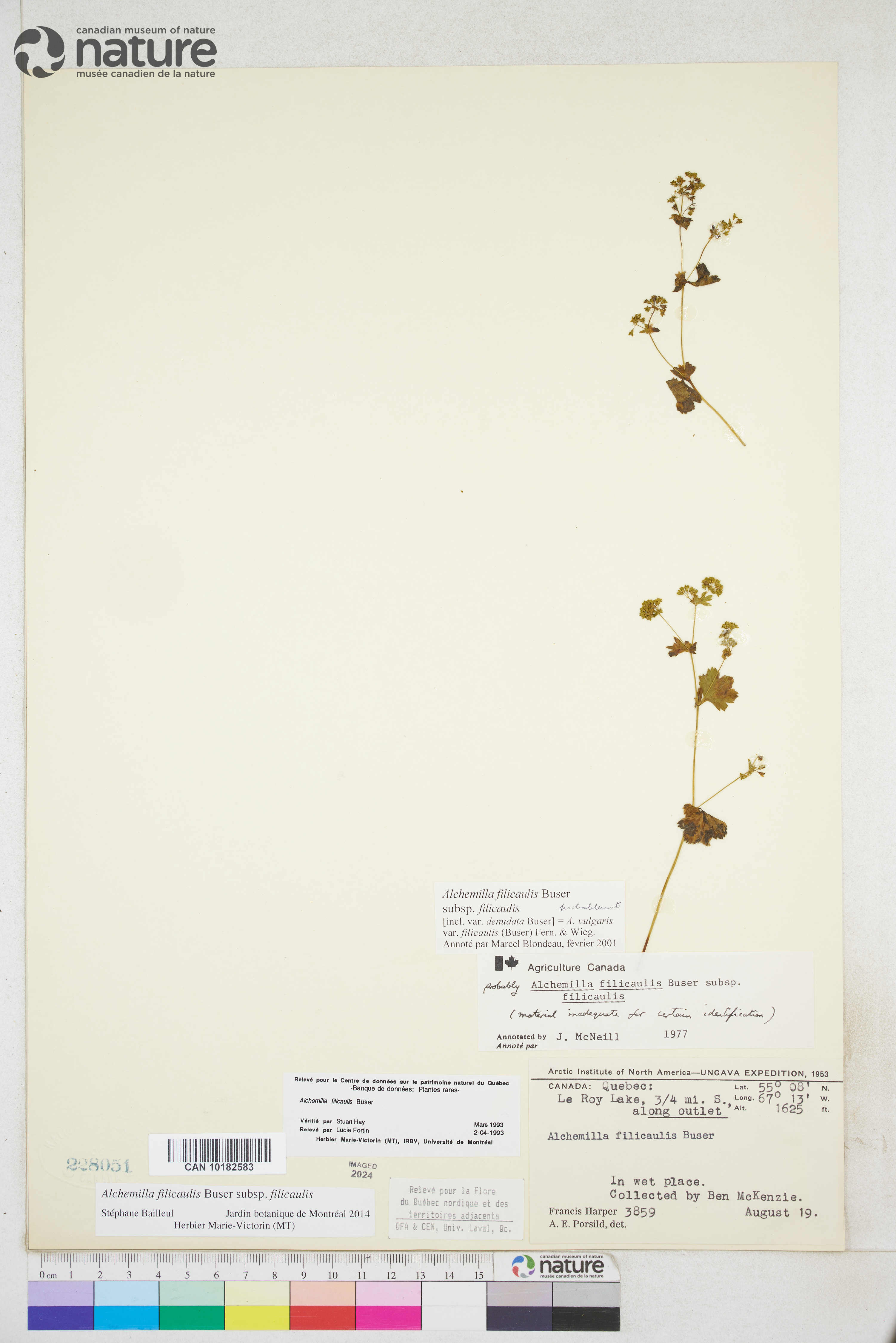 Alchemilla filicaulis subsp. filicaulis image
