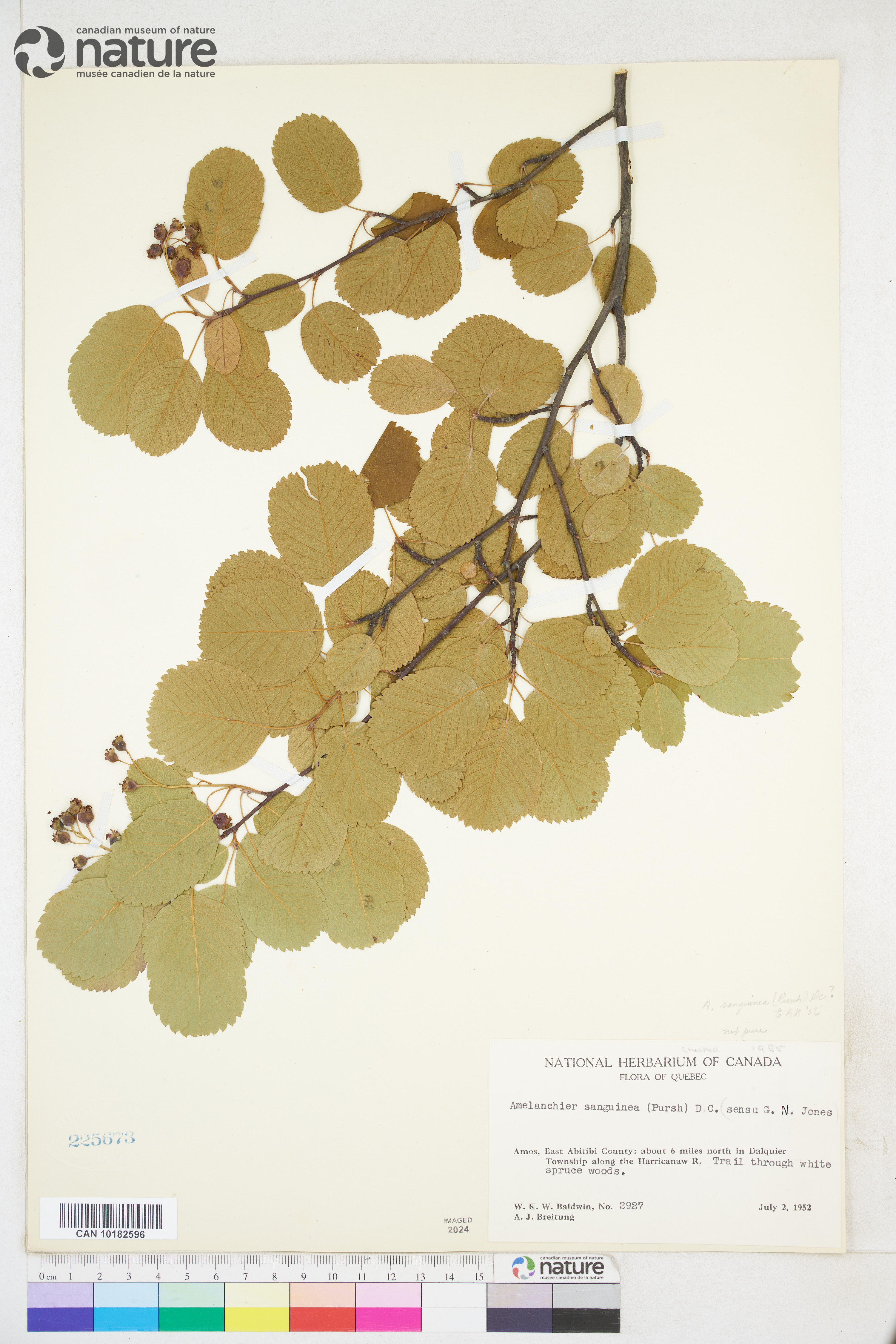 Amelanchier sanguinea image
