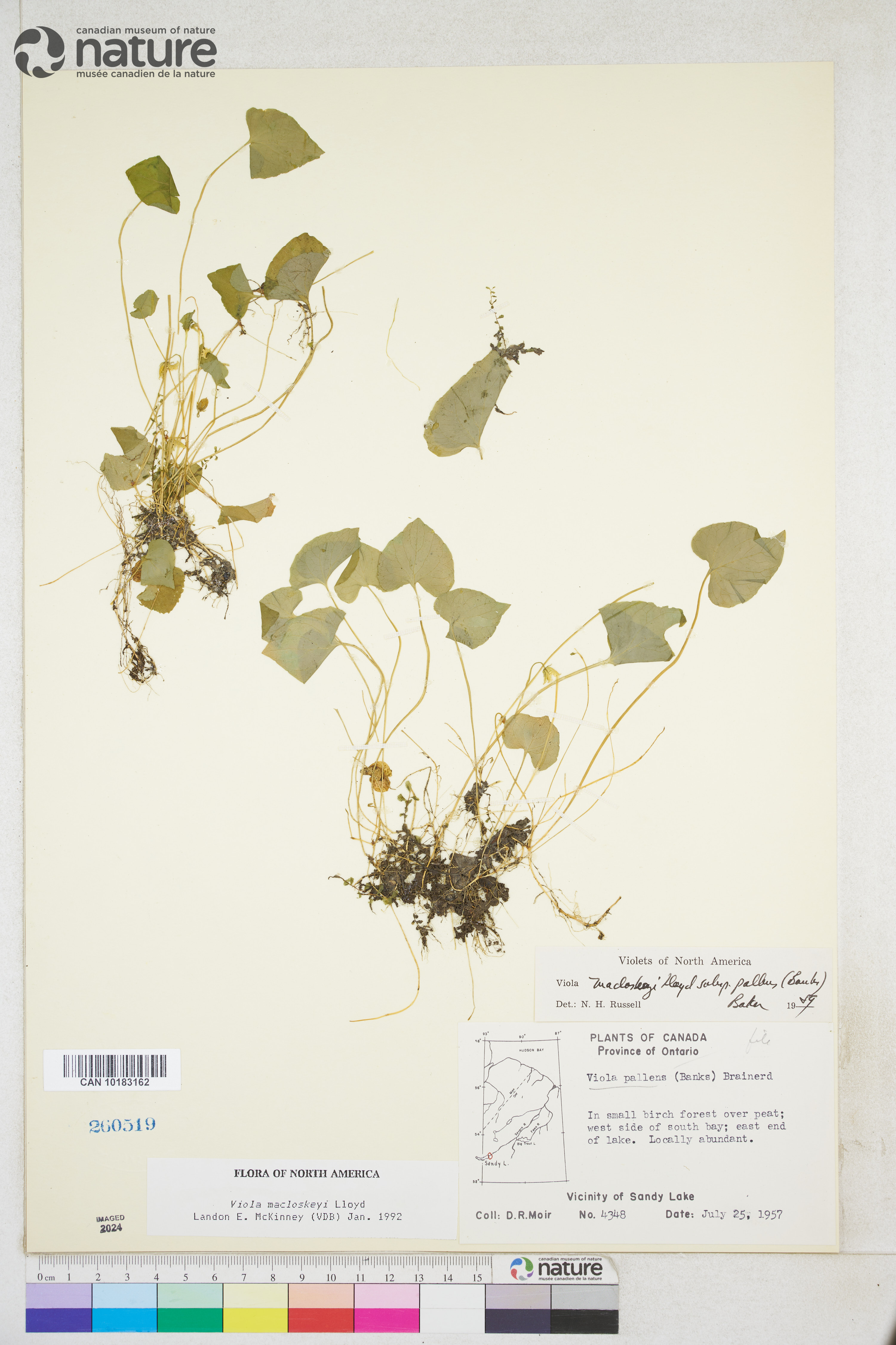 Viola macloskeyi image
