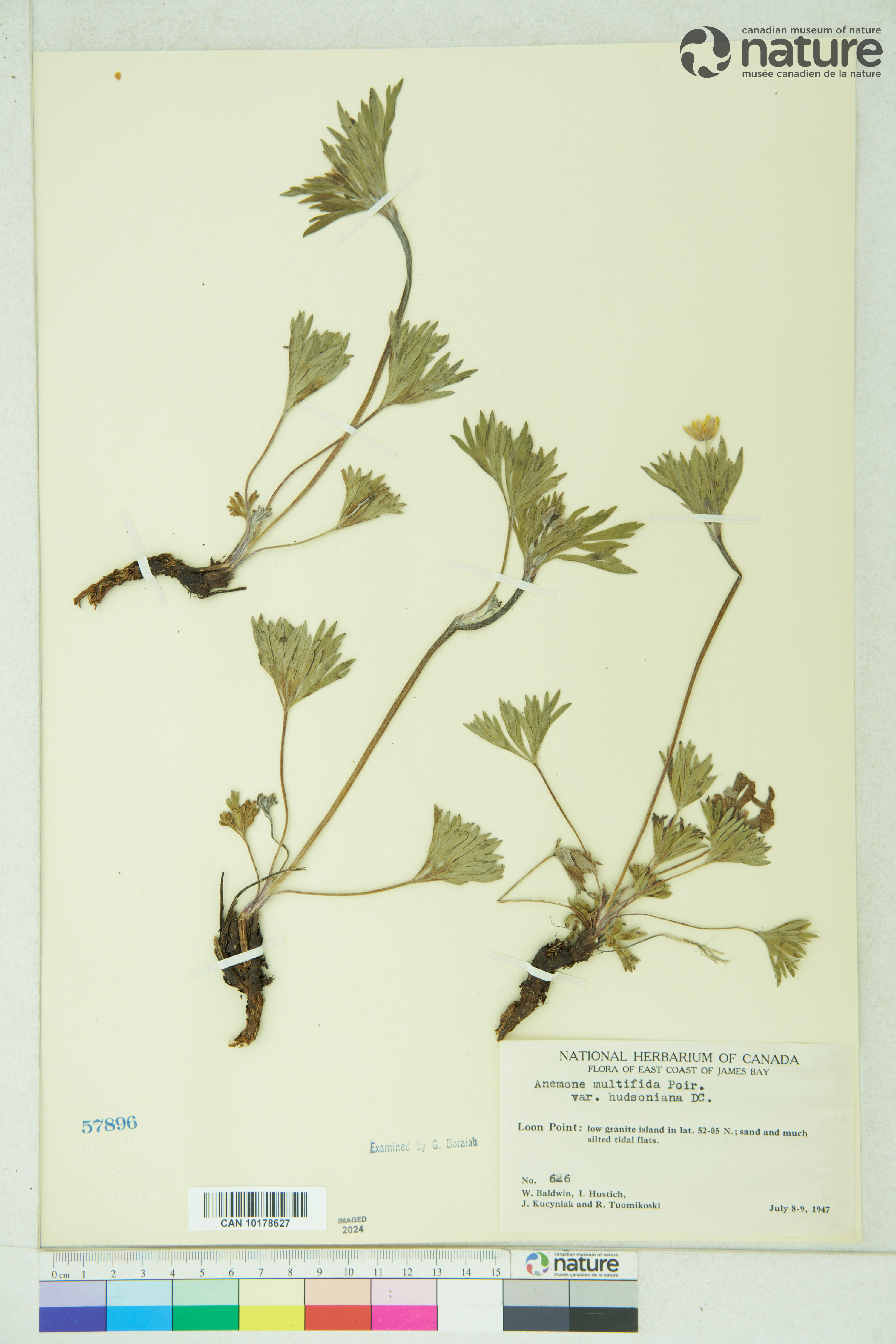 Anemone multifida var. multifida image