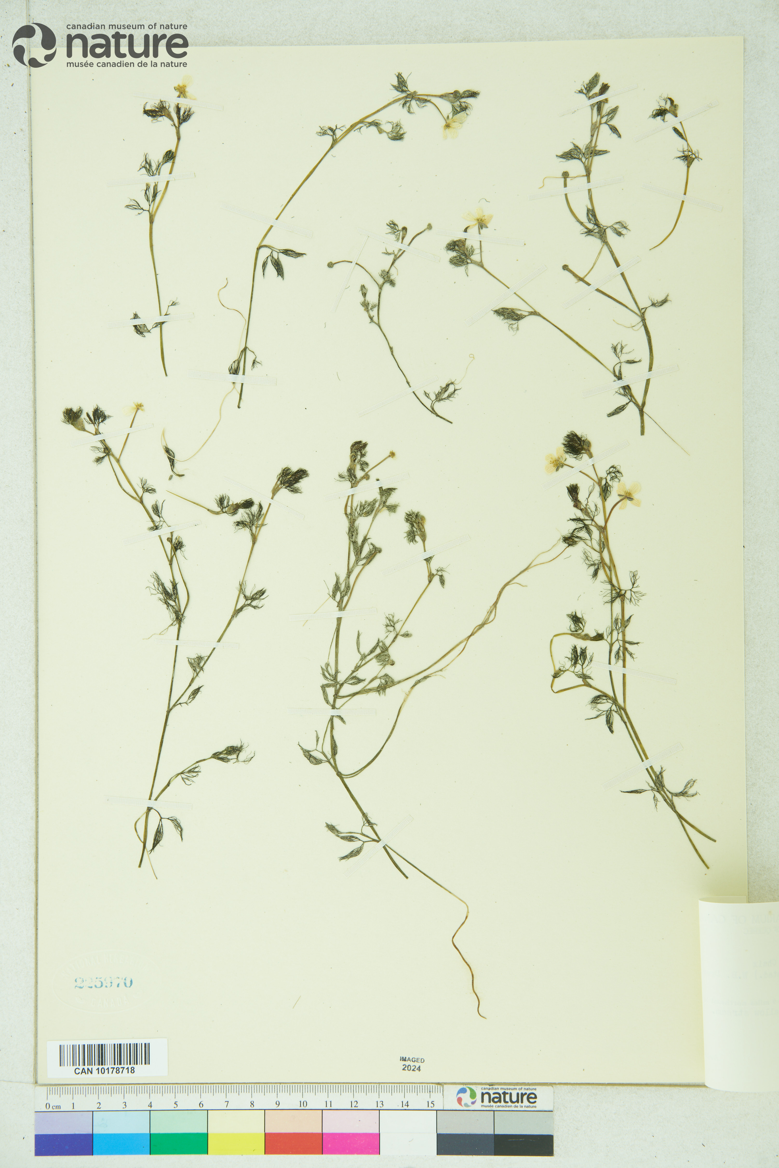 Ranunculus trichophyllus var. eradicatus image