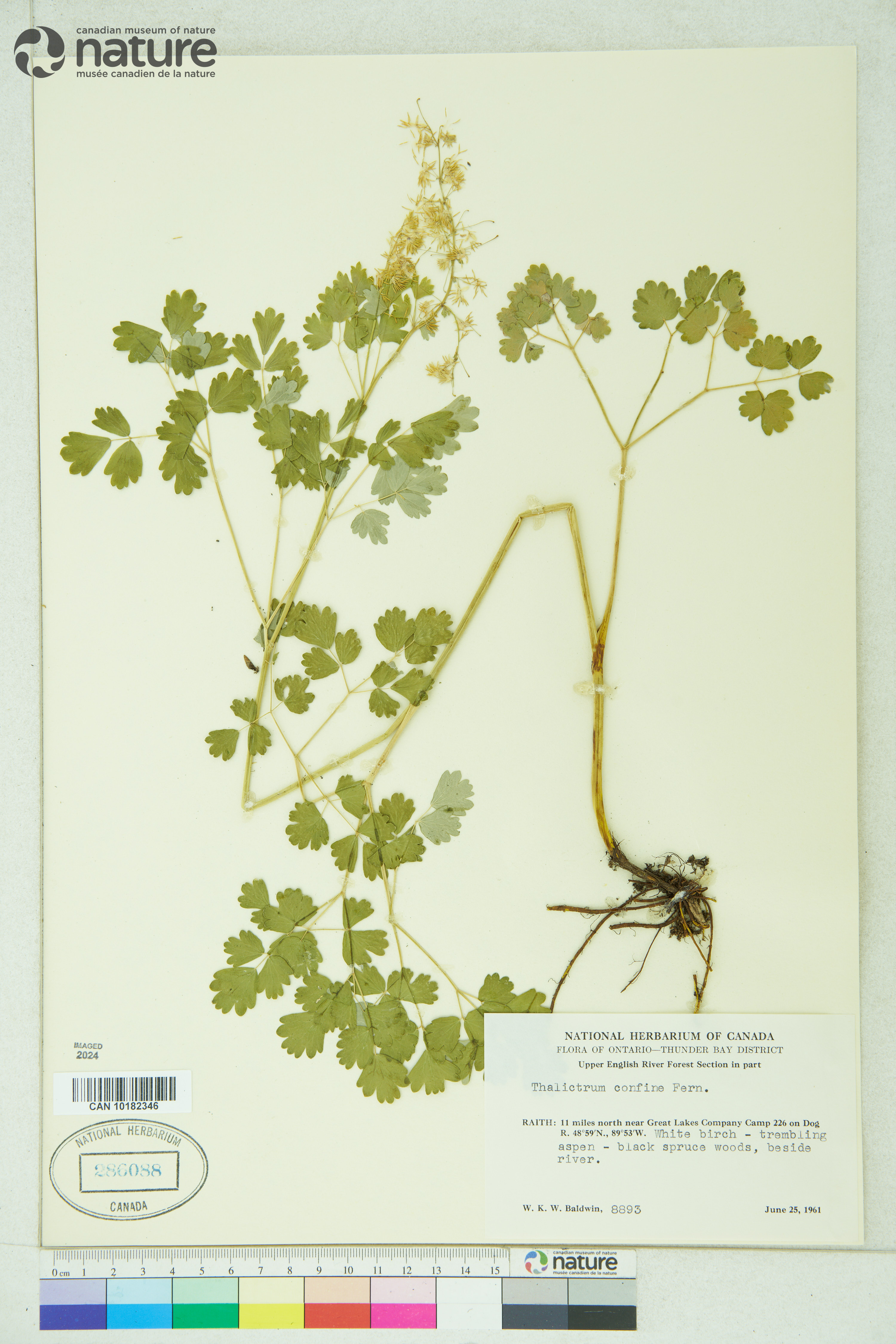 Thalictrum confine image