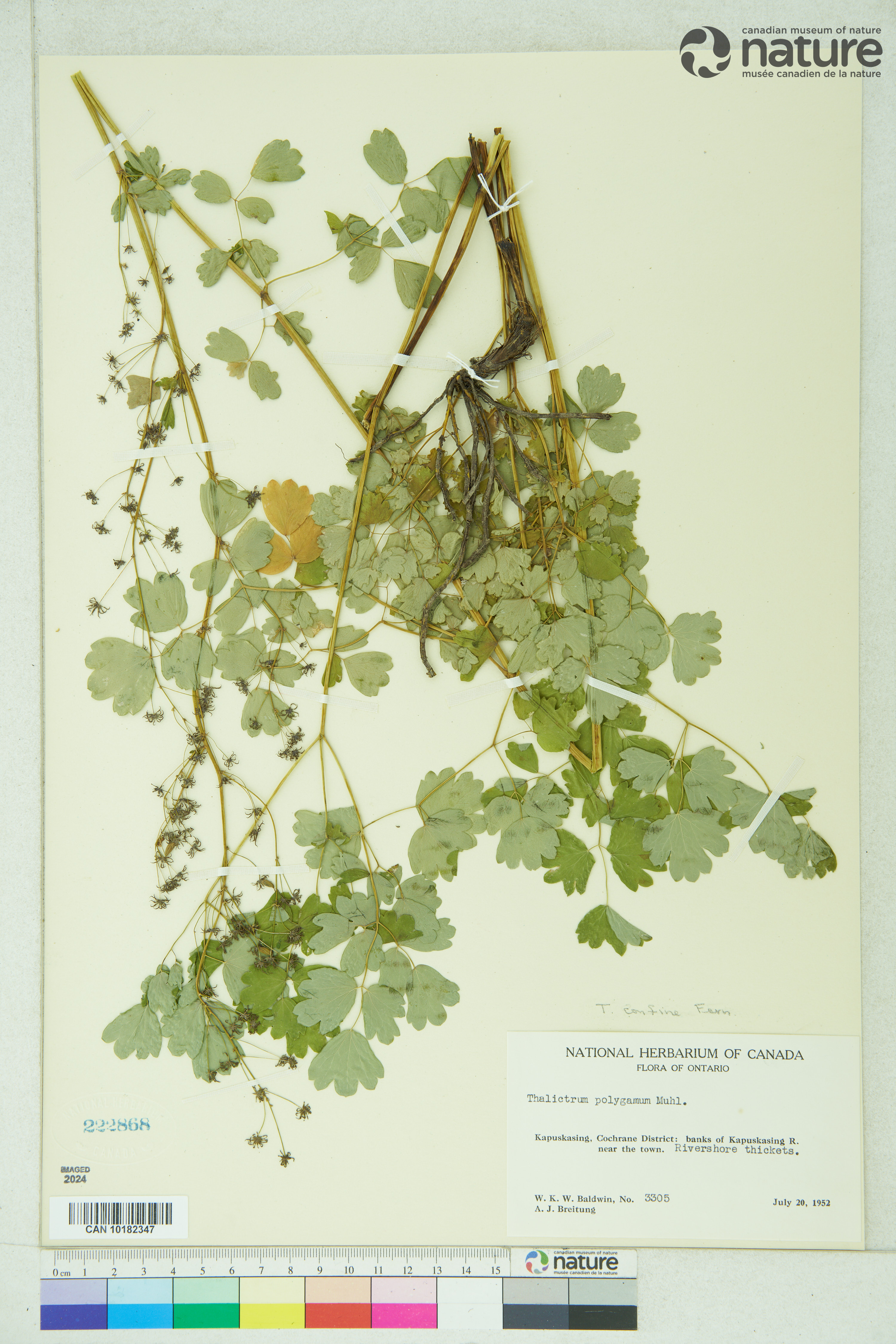 Thalictrum confine image