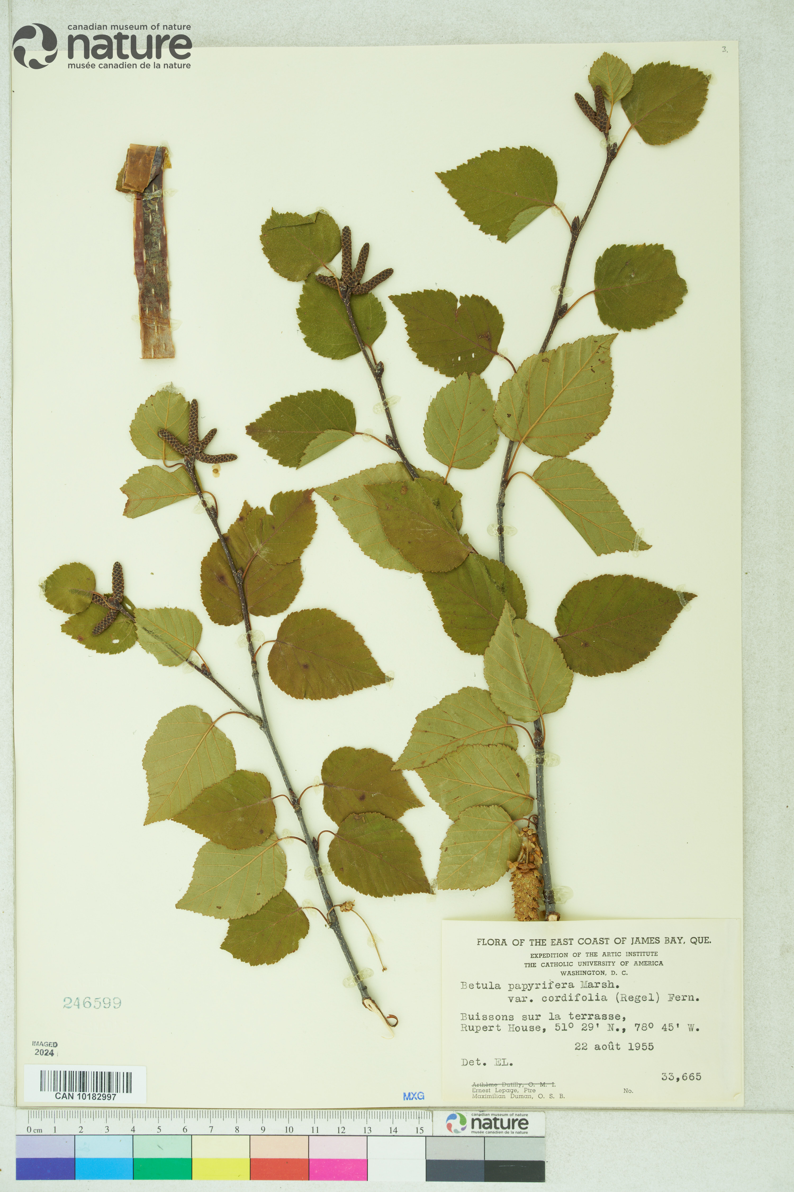 Betula papyrifera var. cordifolia image