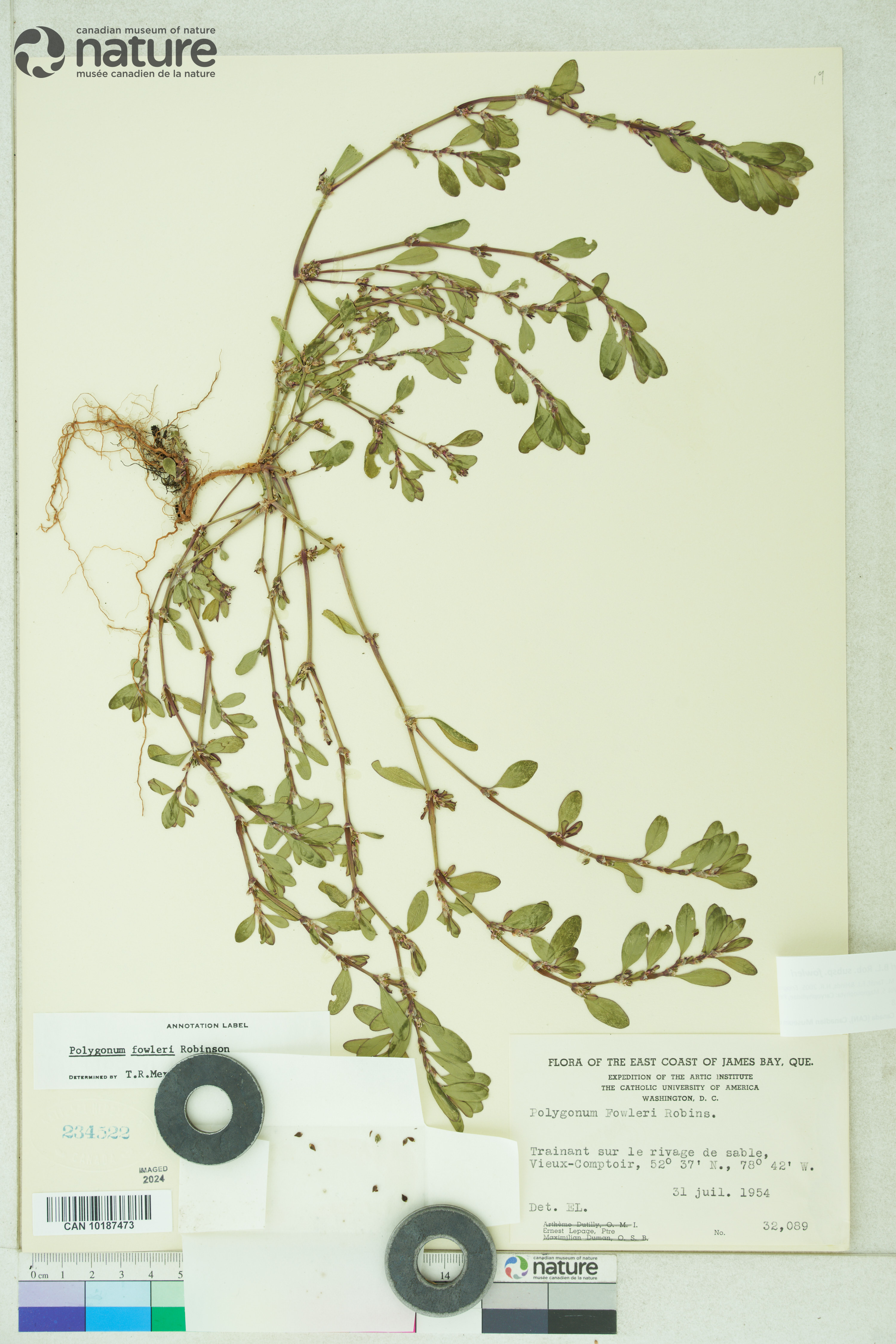 Polygonum fowleri image