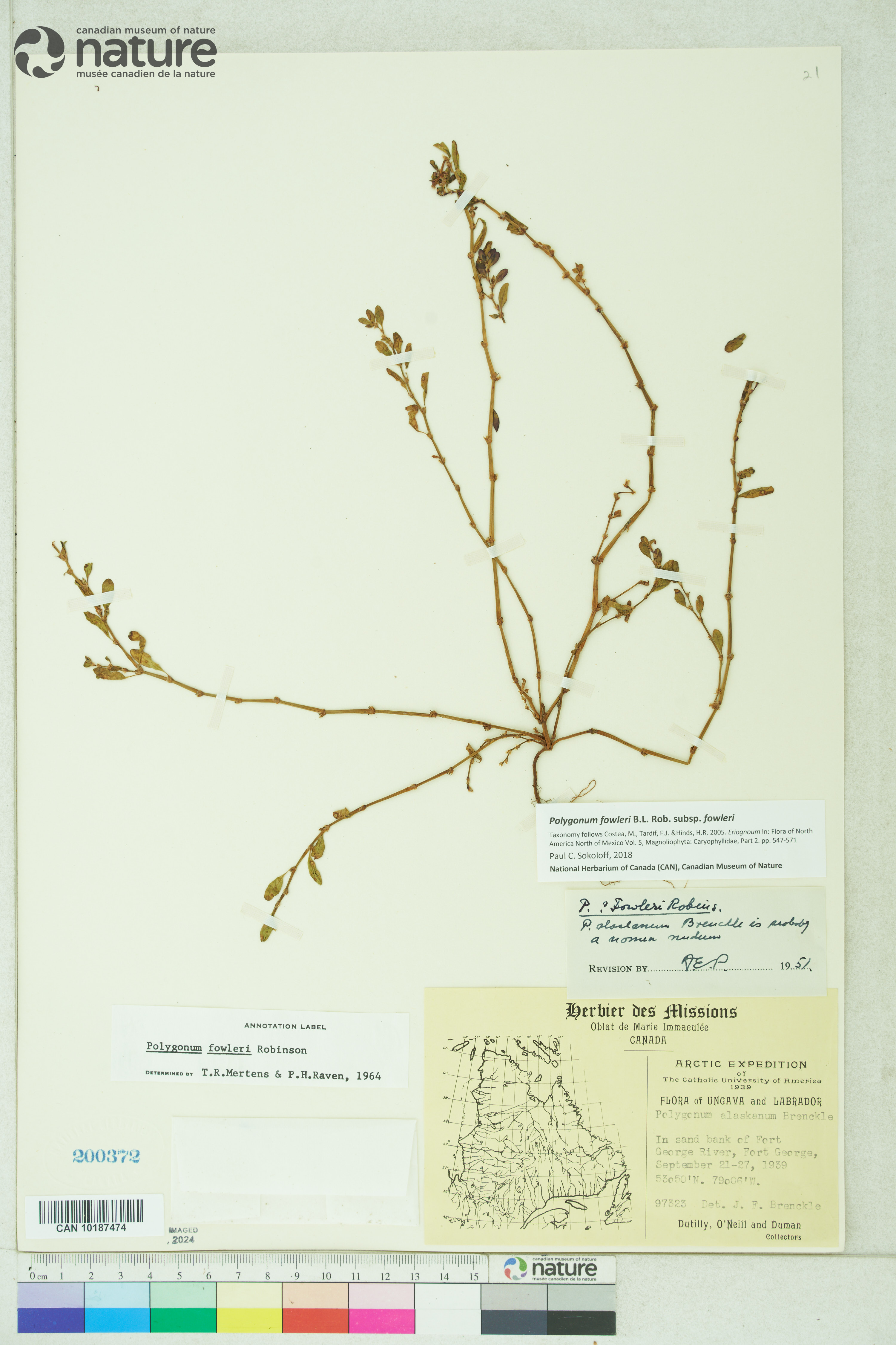 Polygonum fowleri image