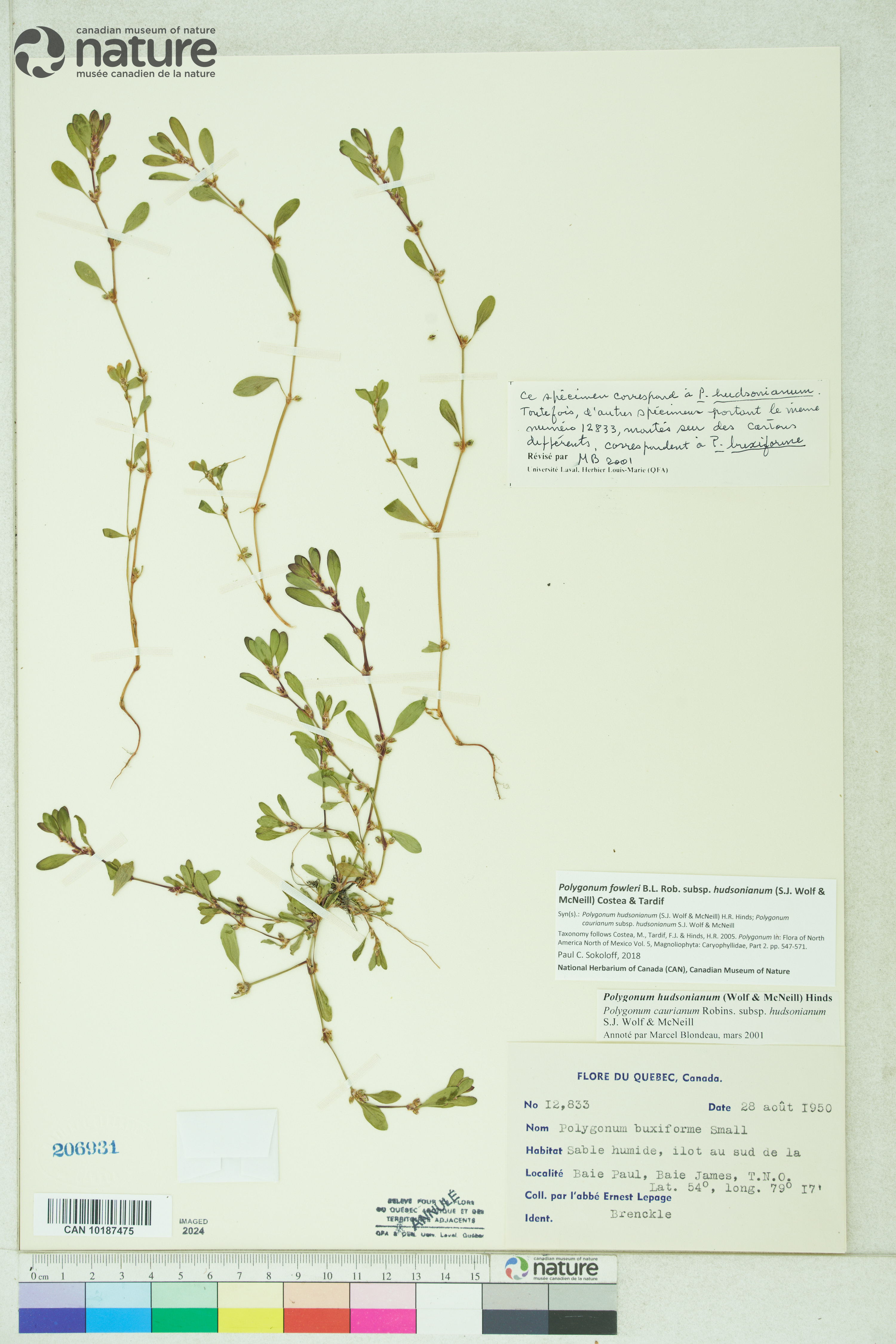 Polygonum fowleri subsp. hudsonianum image