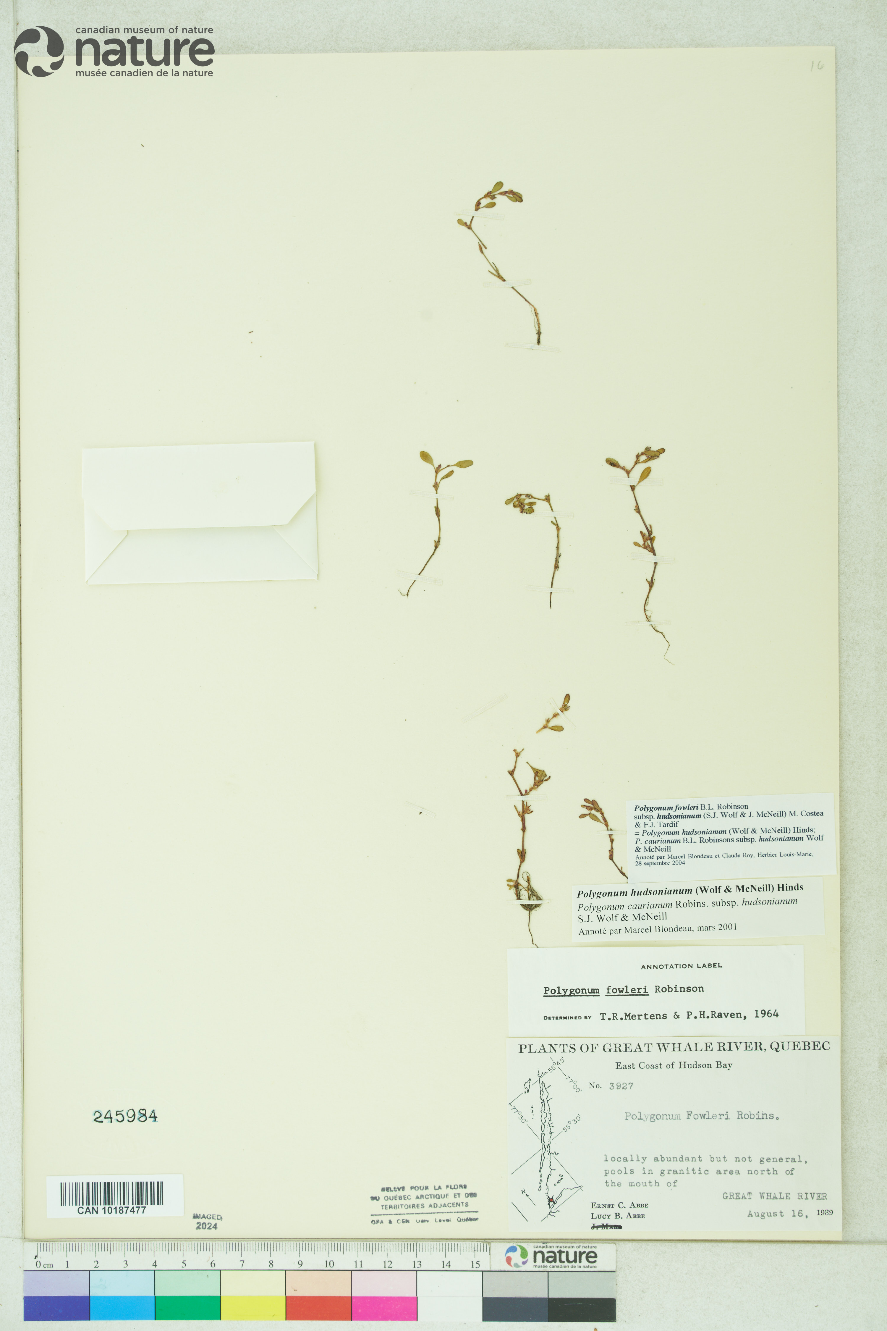 Polygonum fowleri image