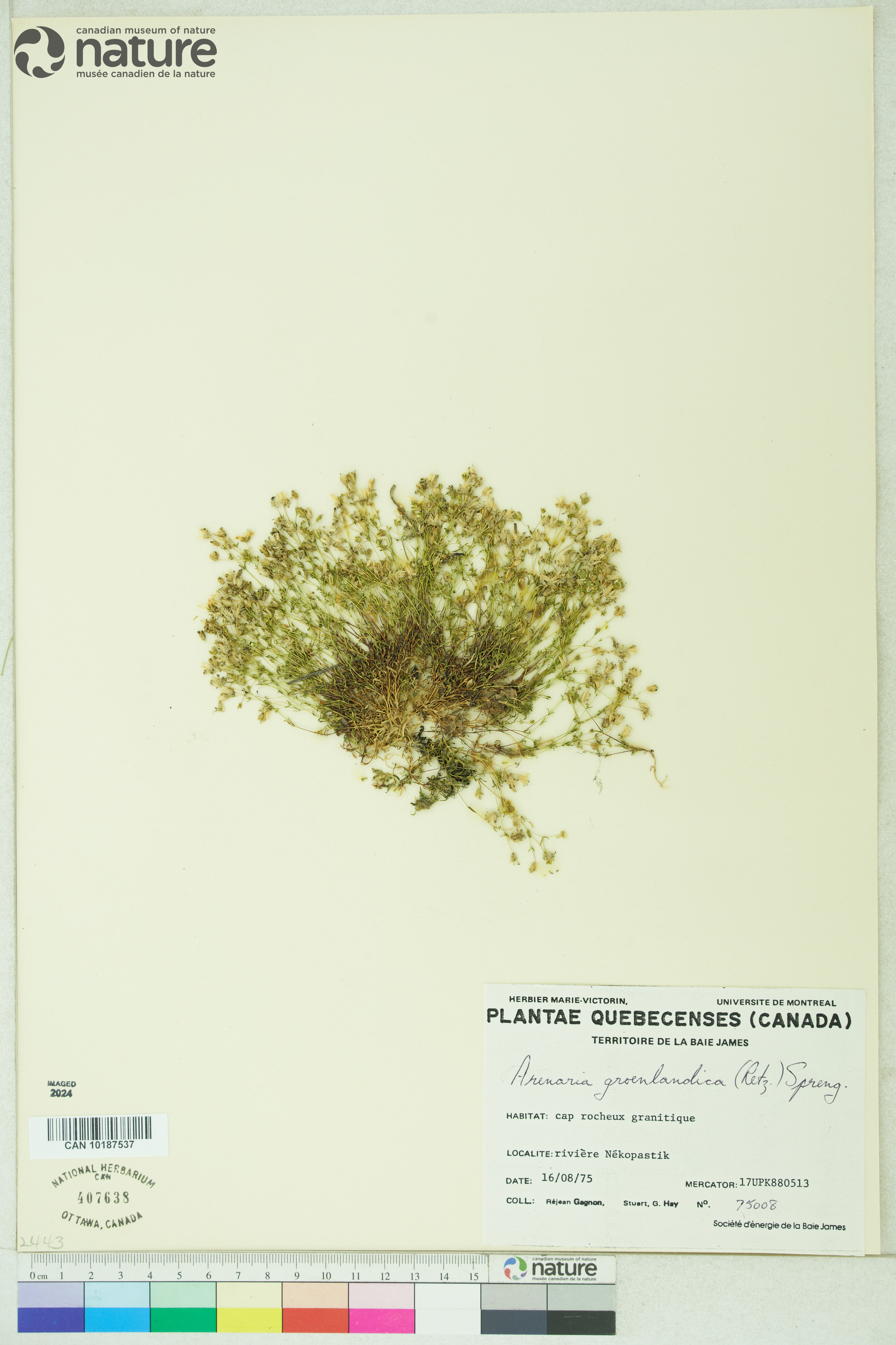 Neslia paniculata image