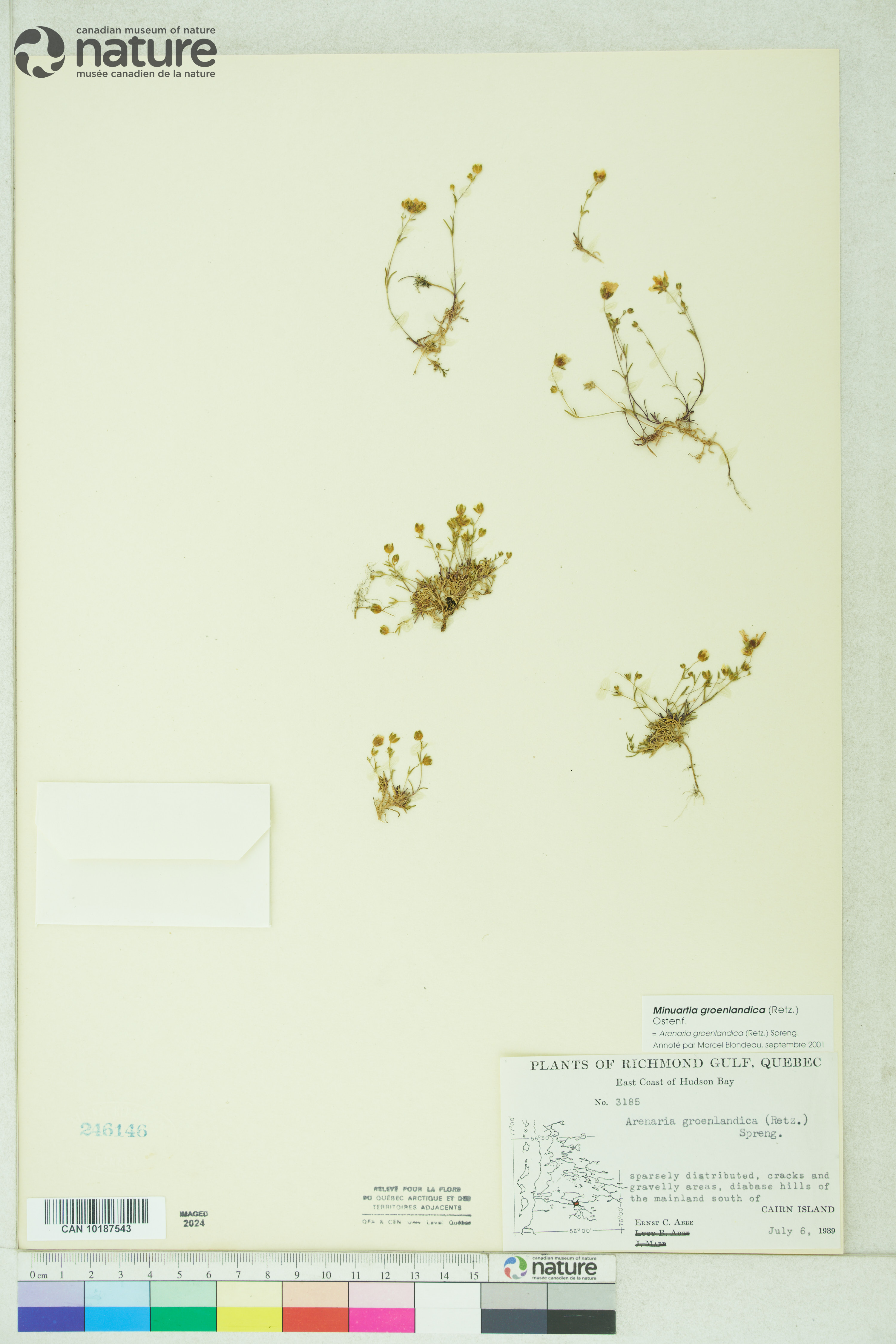 Neslia paniculata image