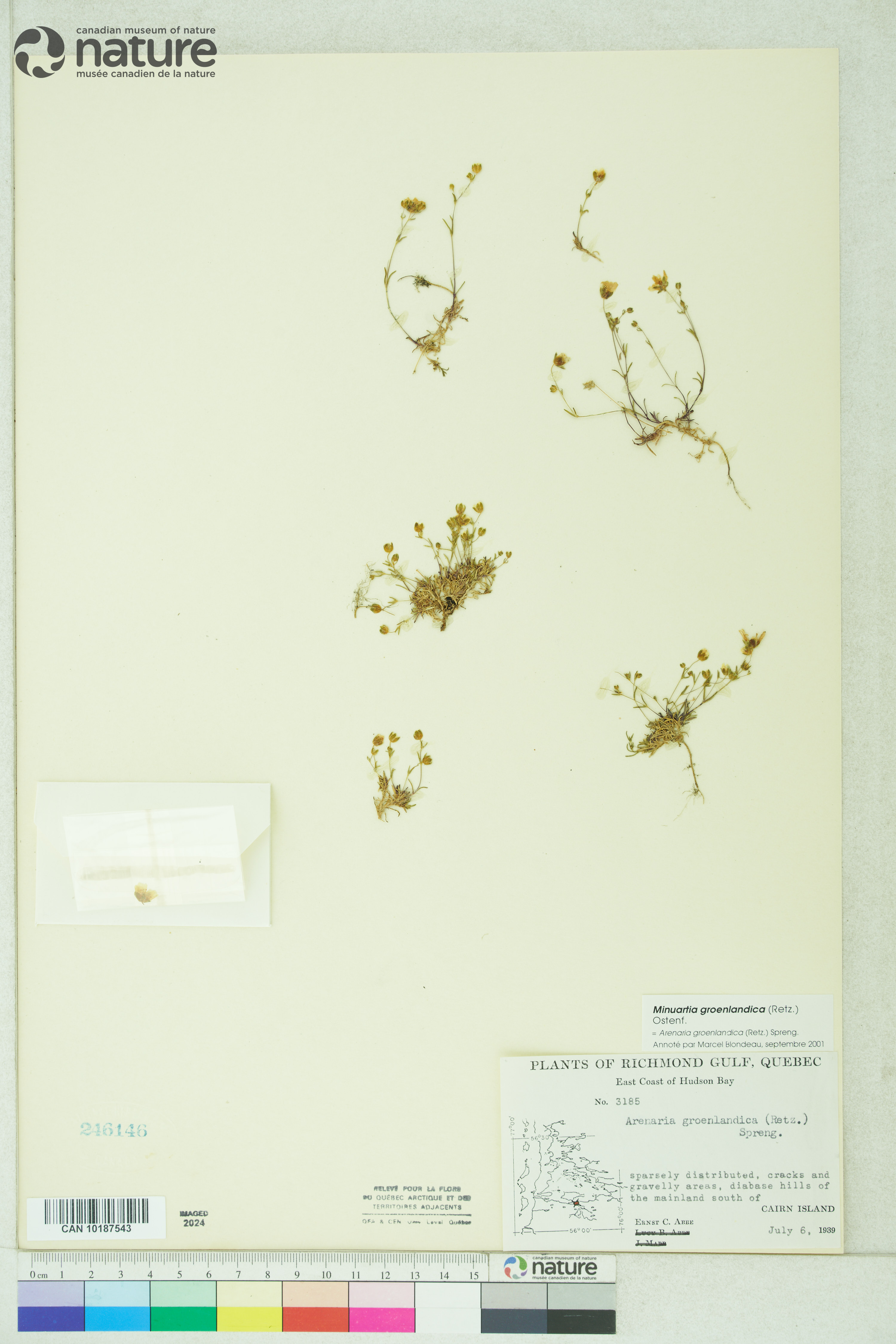 Neslia paniculata image