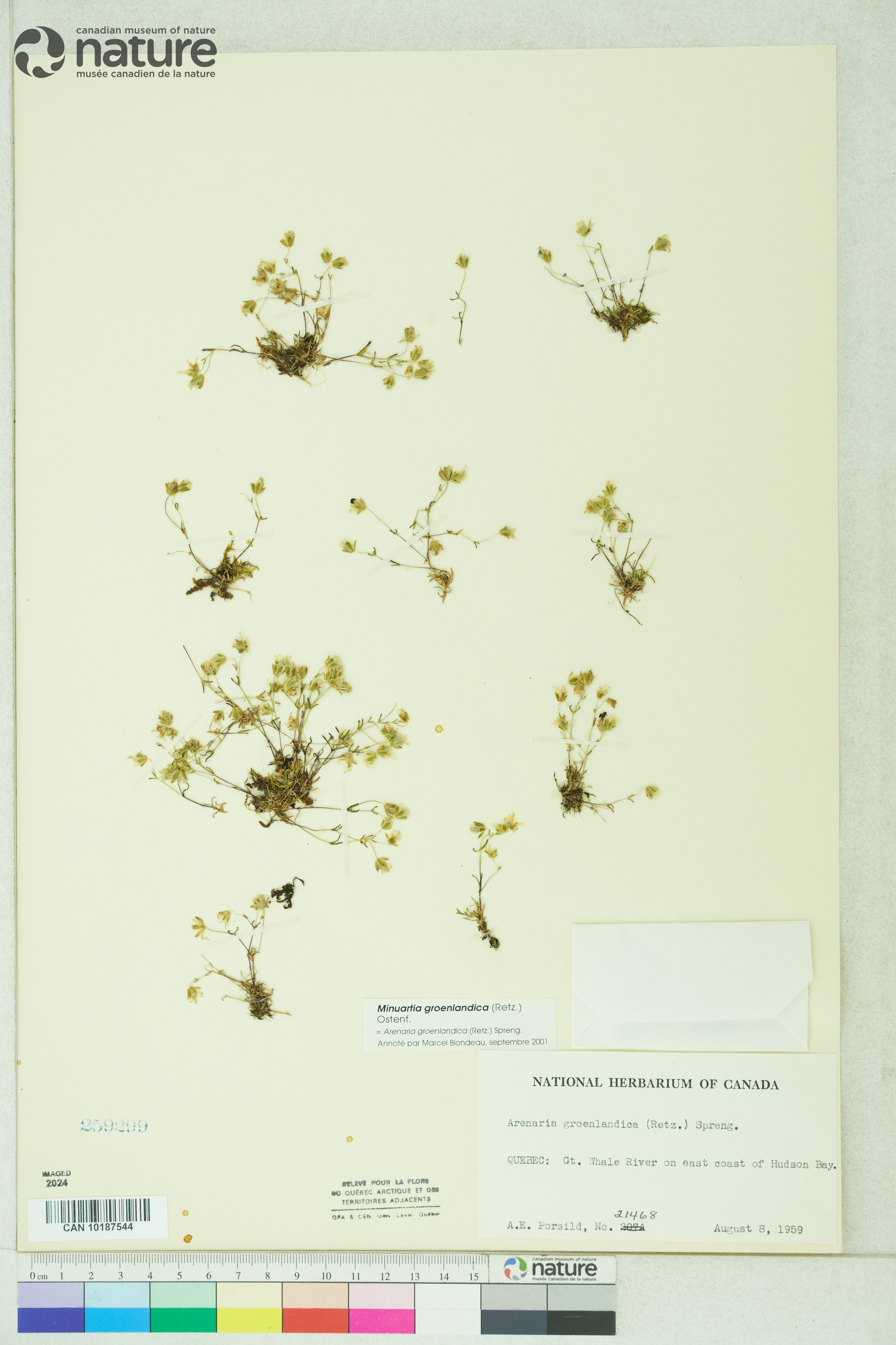 Neslia paniculata image