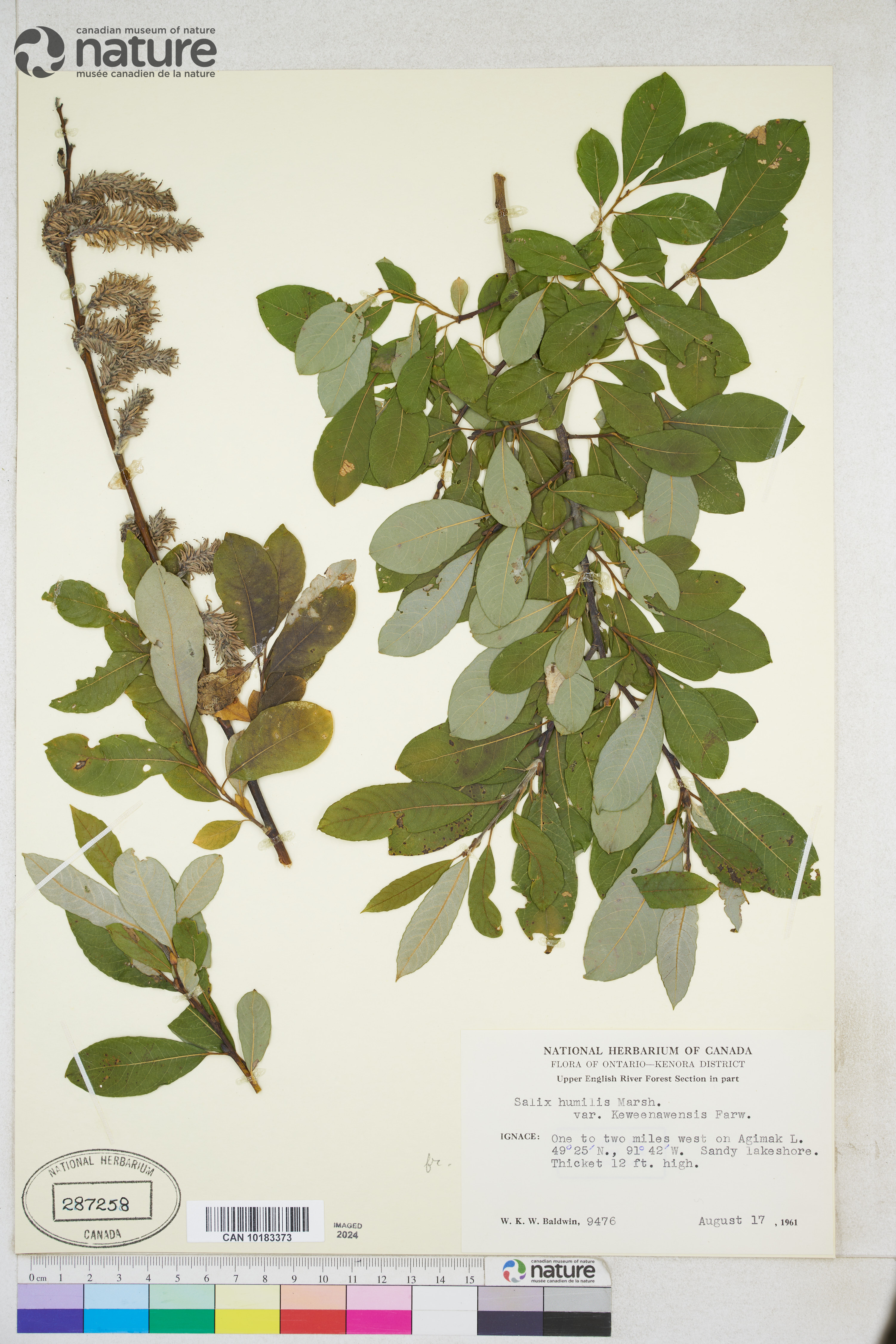 Salix humilis var. humilis image
