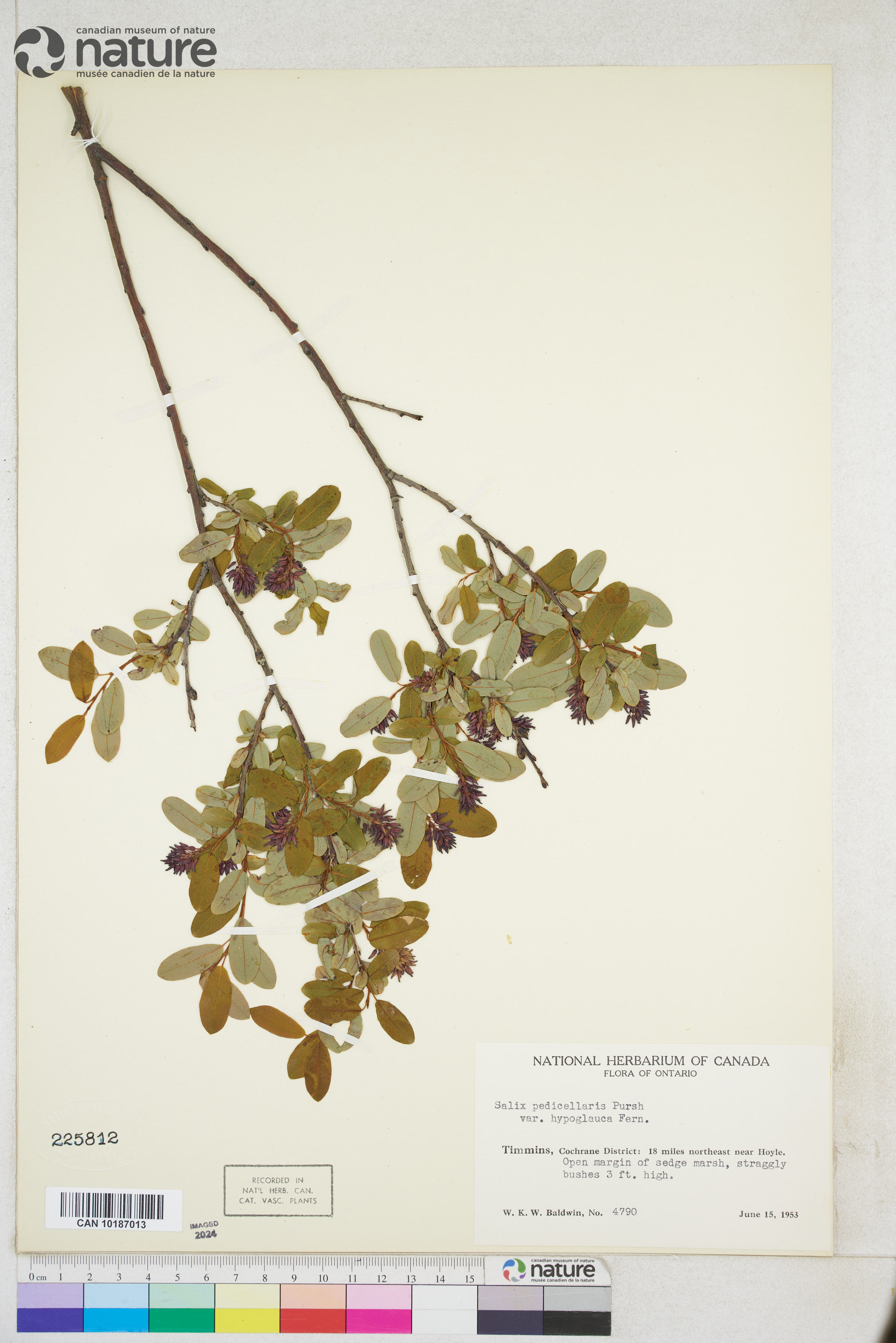 Salix pedicellaris image