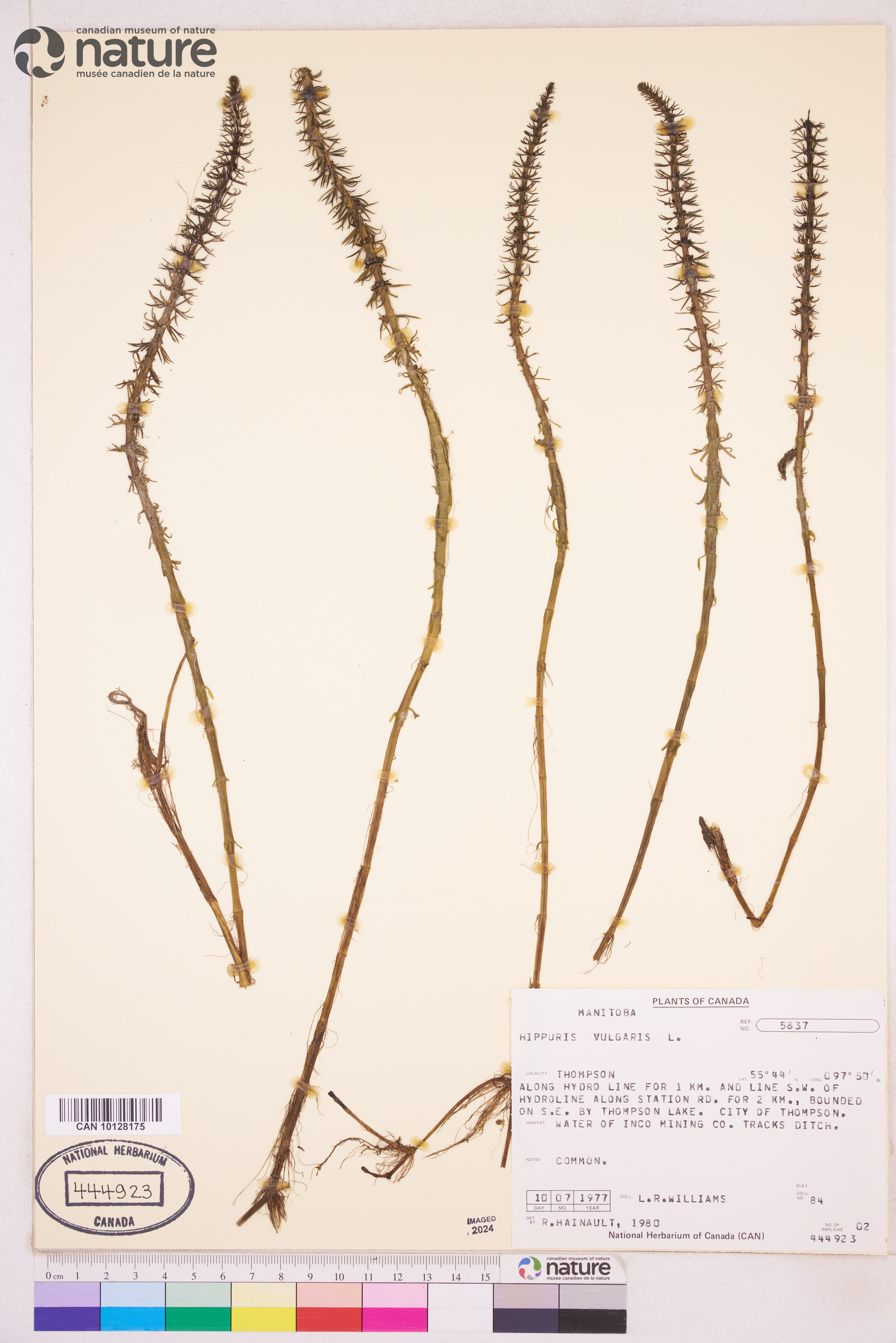 Hippuris vulgaris image