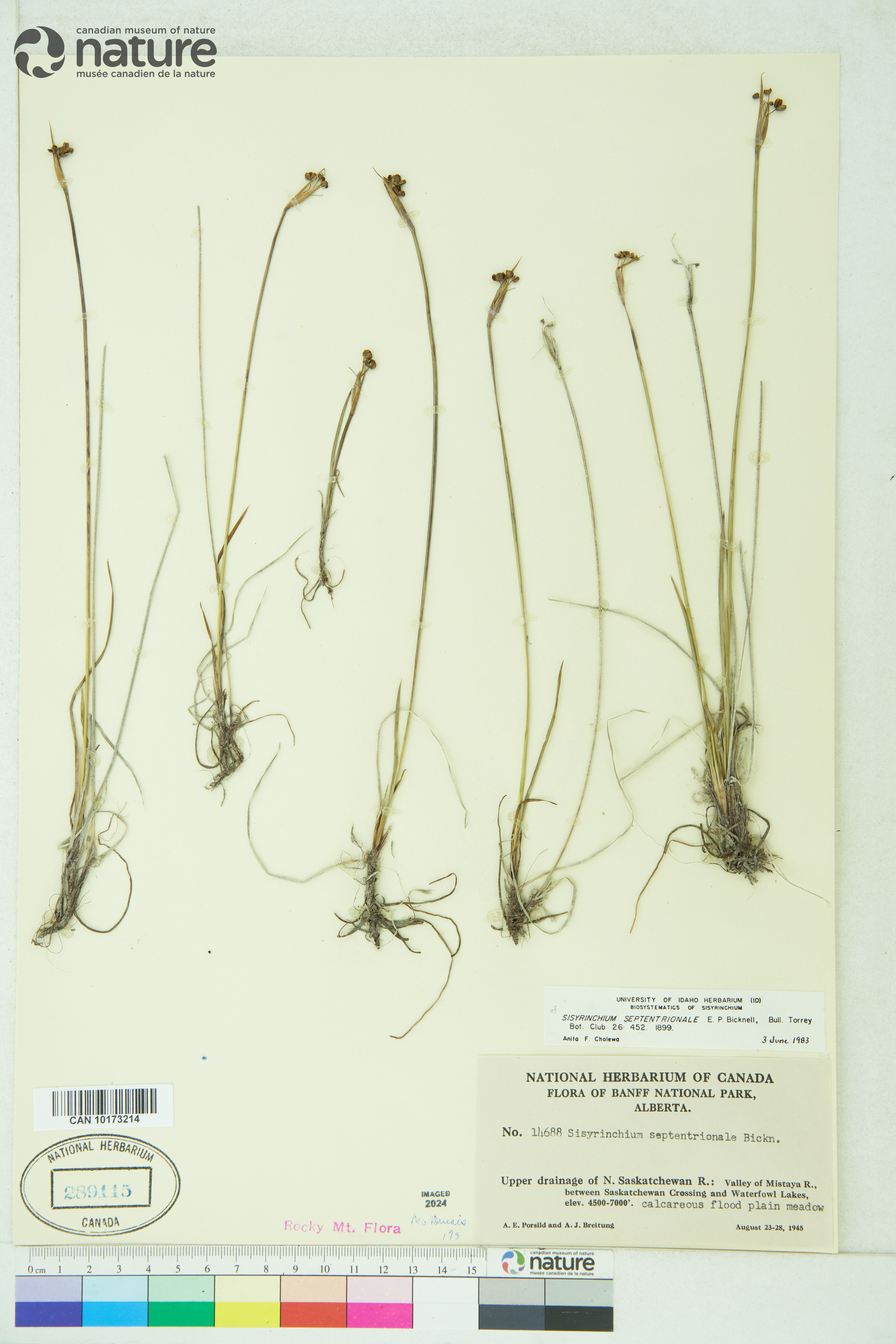 Sisyrinchium septentrionale image