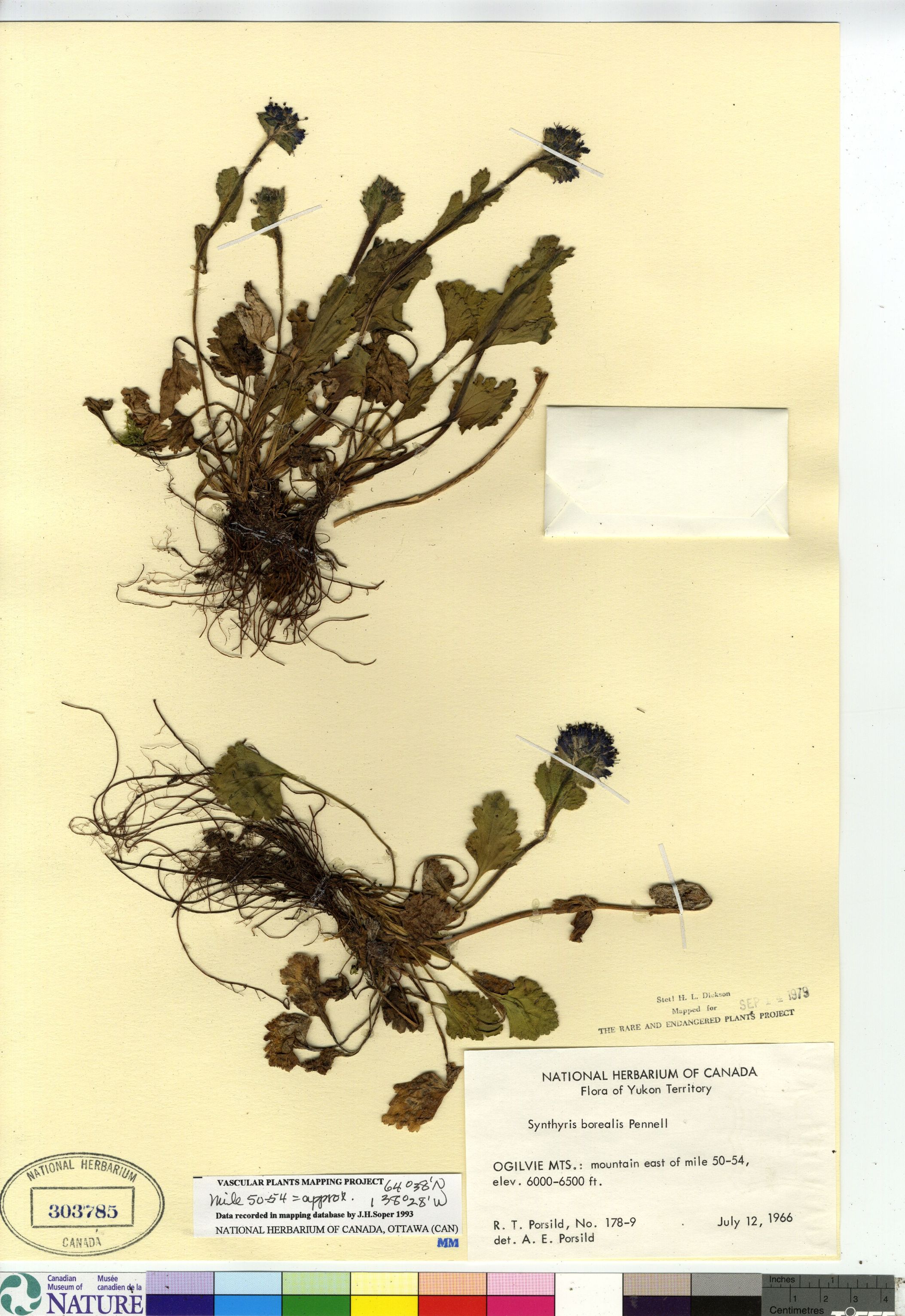 Veronica alaskensis image