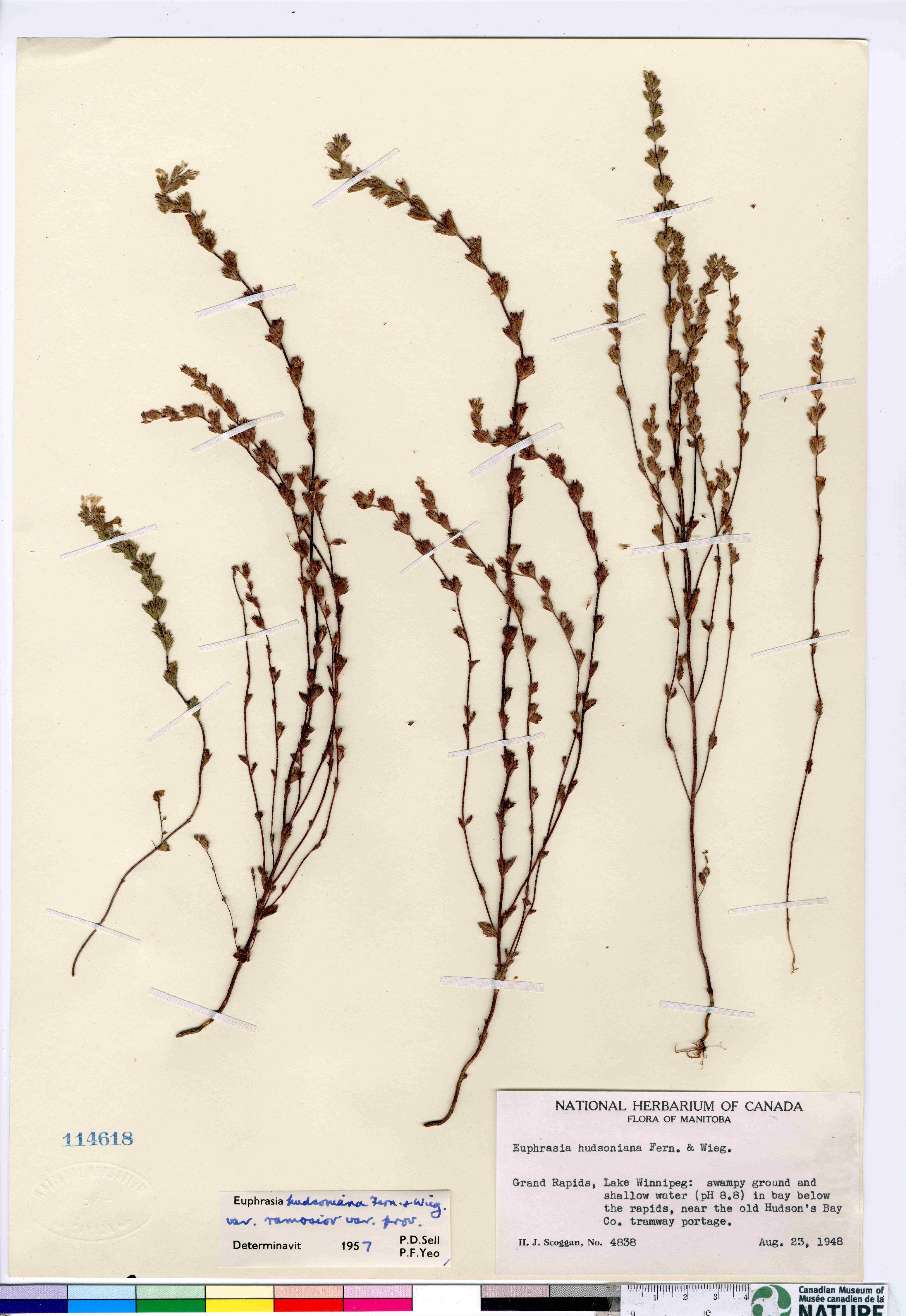 Euphrasia hudsoniana var. ramosior image