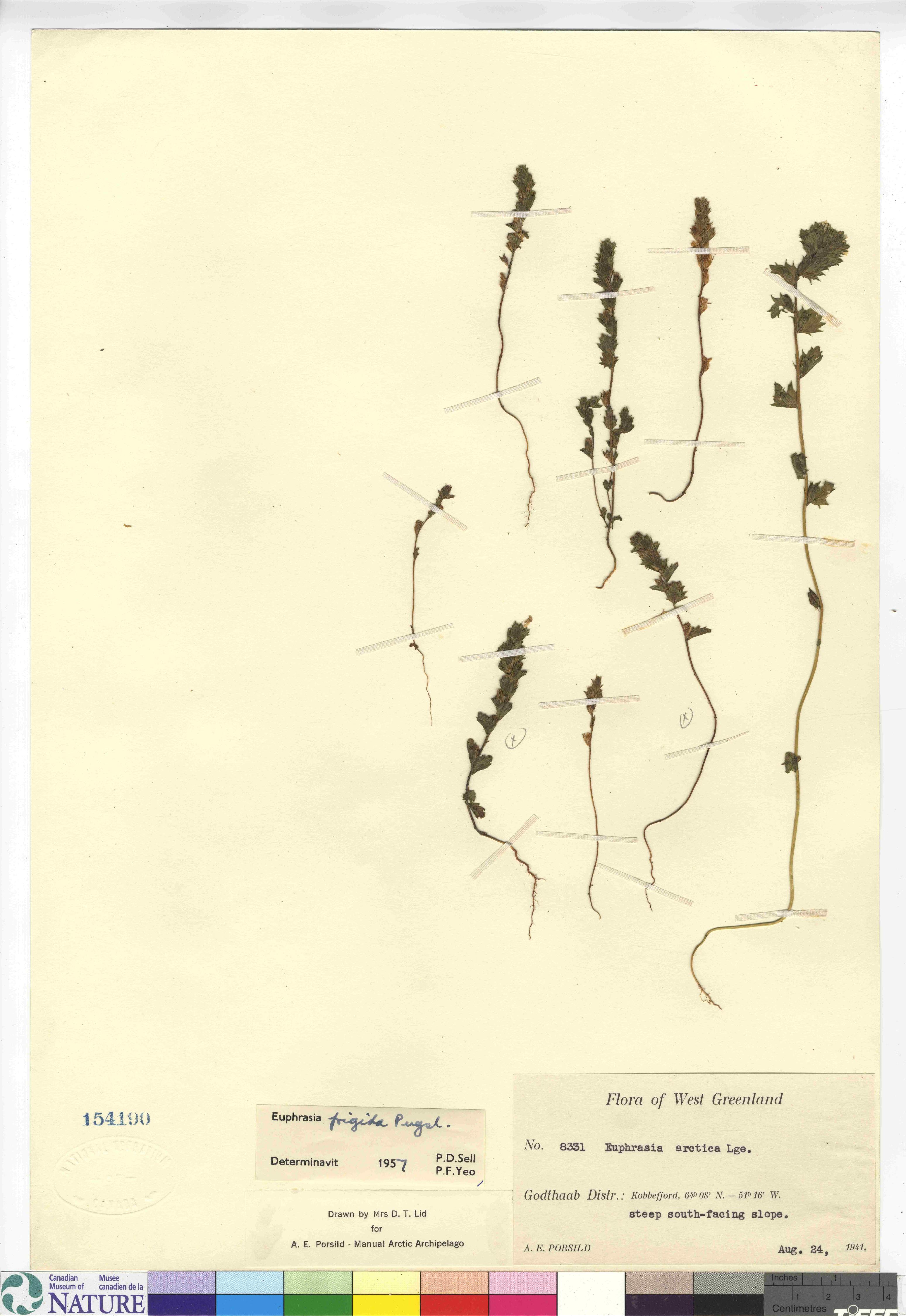 Euphrasia frigida image