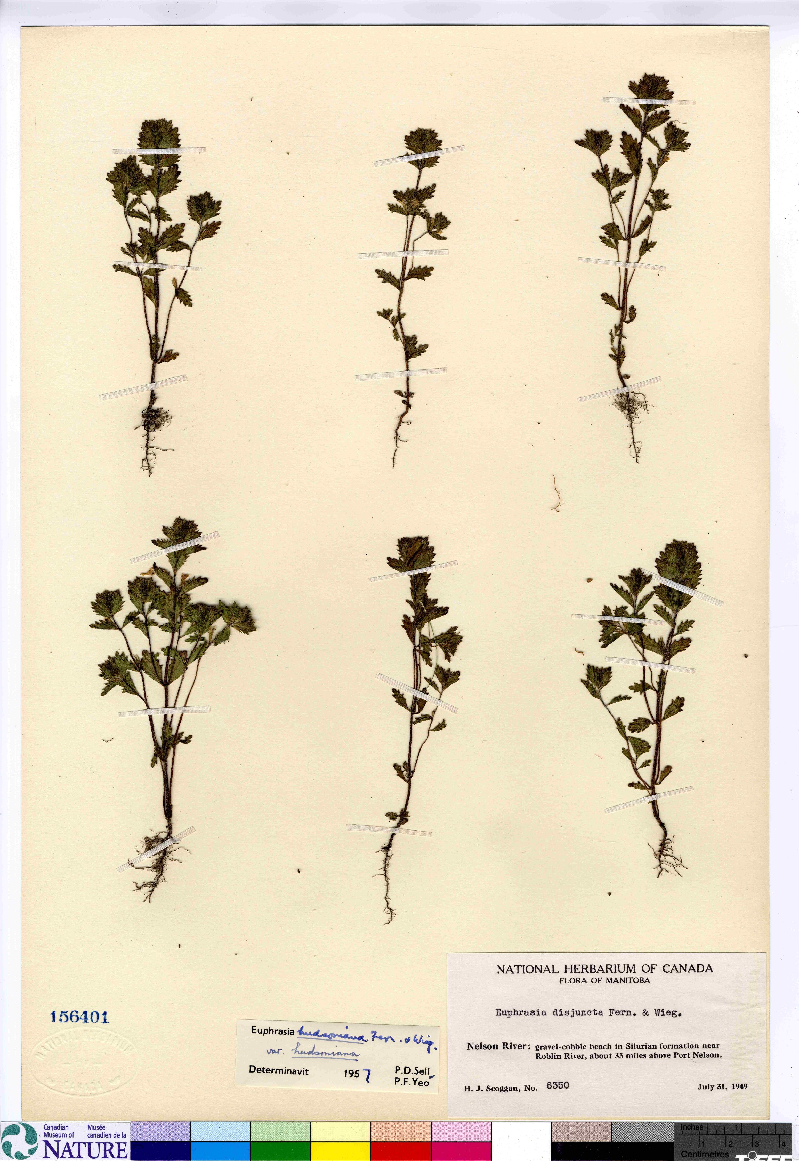 Euphrasia hudsoniana image