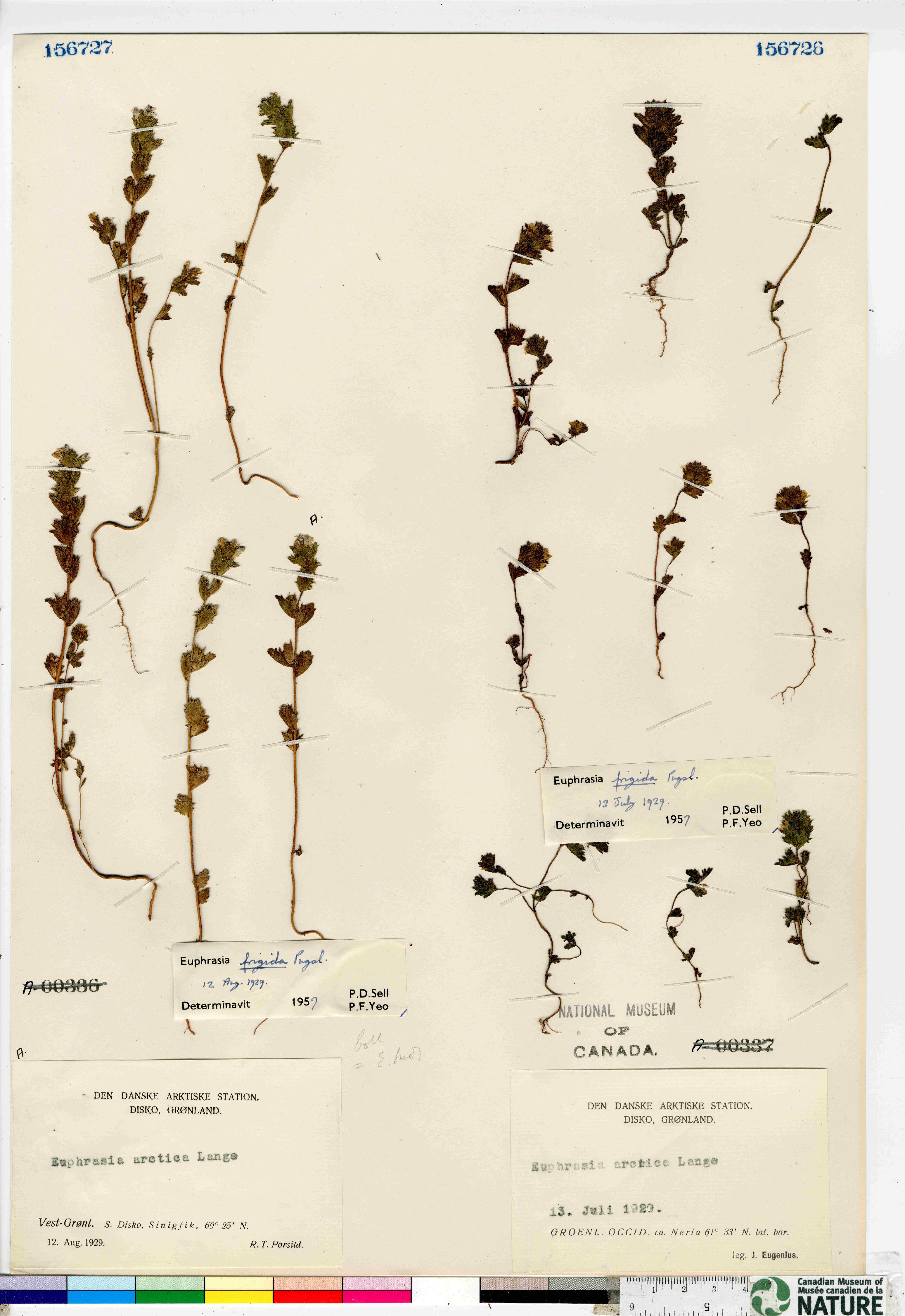 Euphrasia frigida image