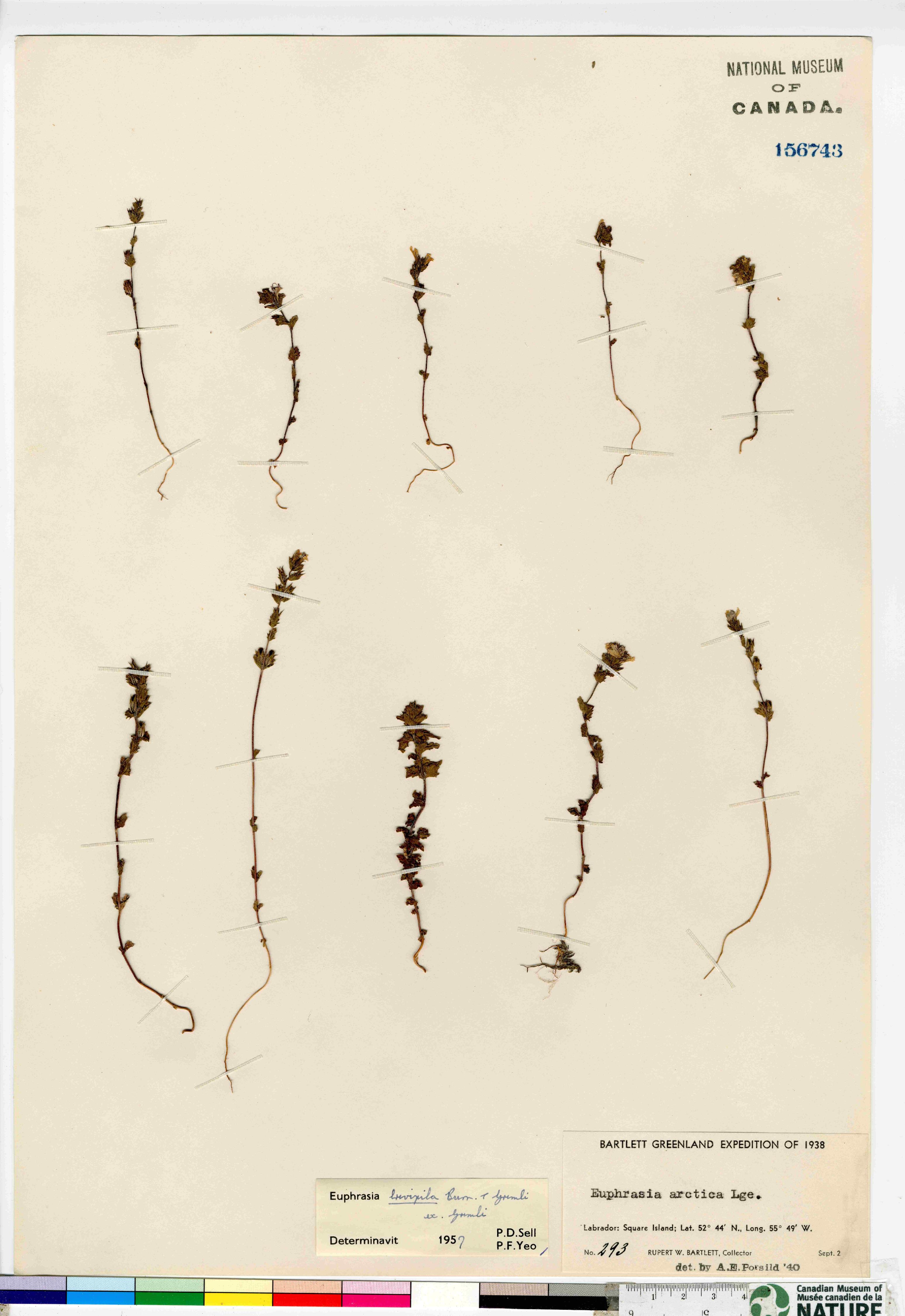Euphrasia stricta image