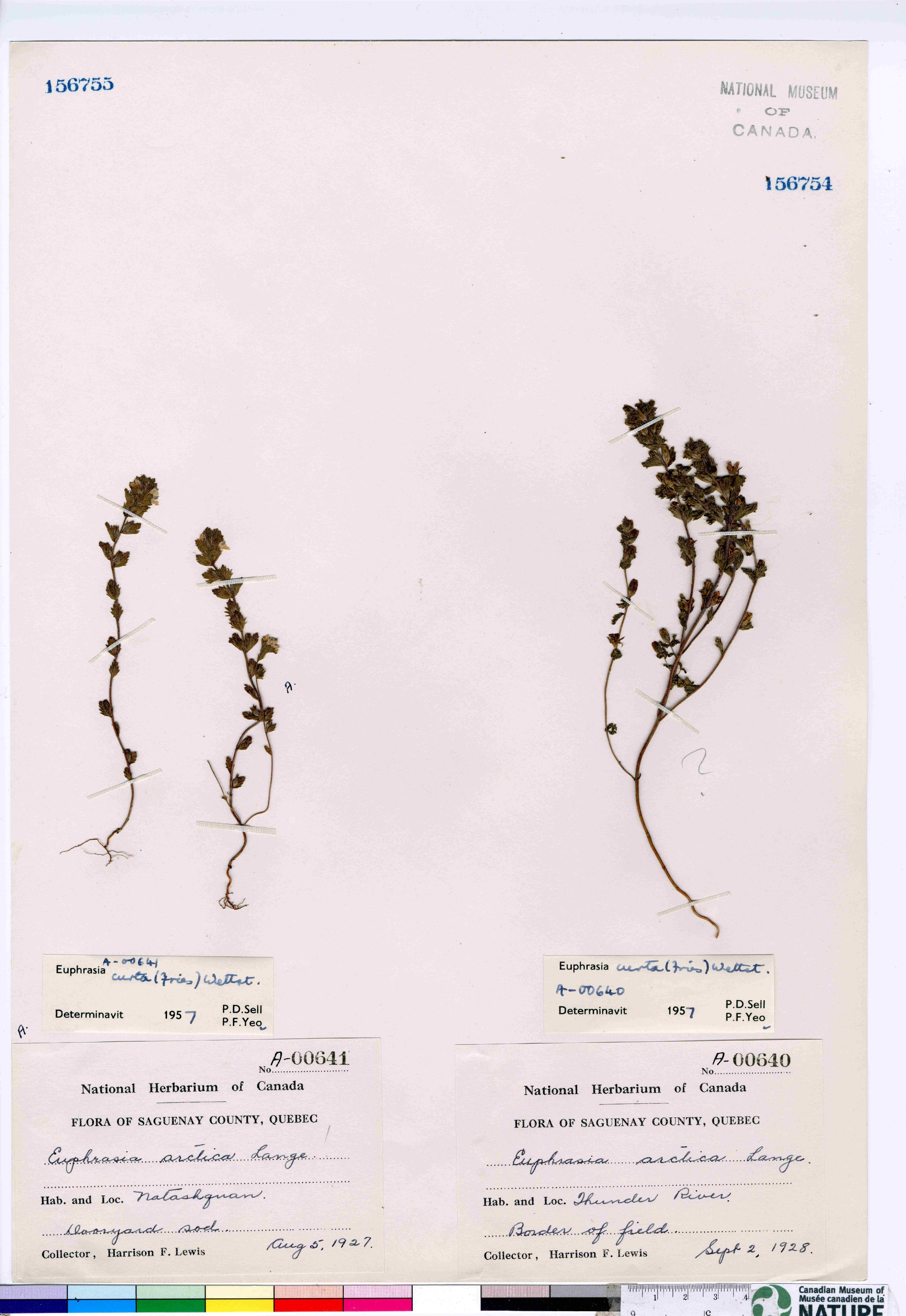 Euphrasia nemorosa image